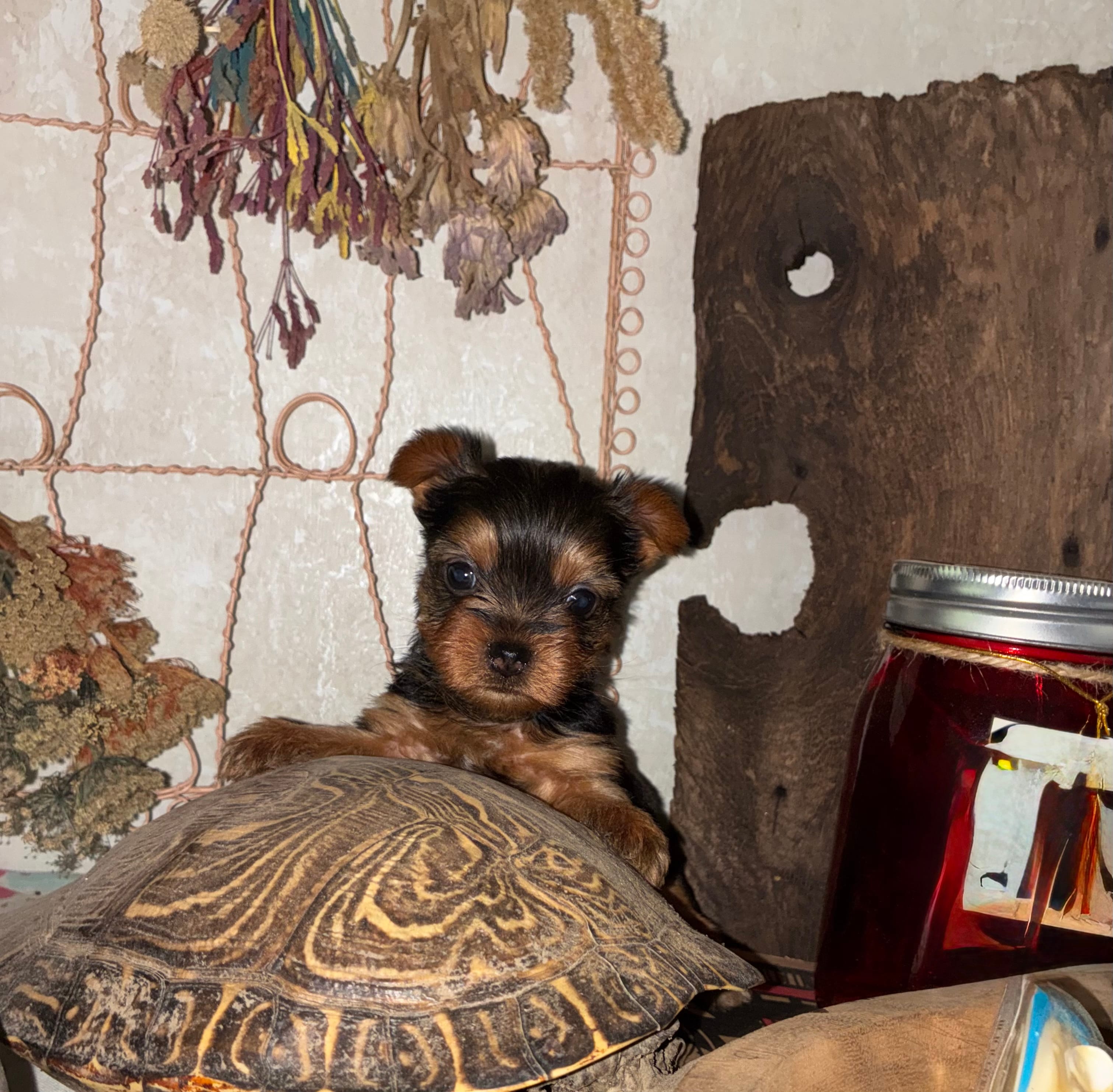 Jessie  – Yorkshire Terrier puppy for sale in Arkansas, AR