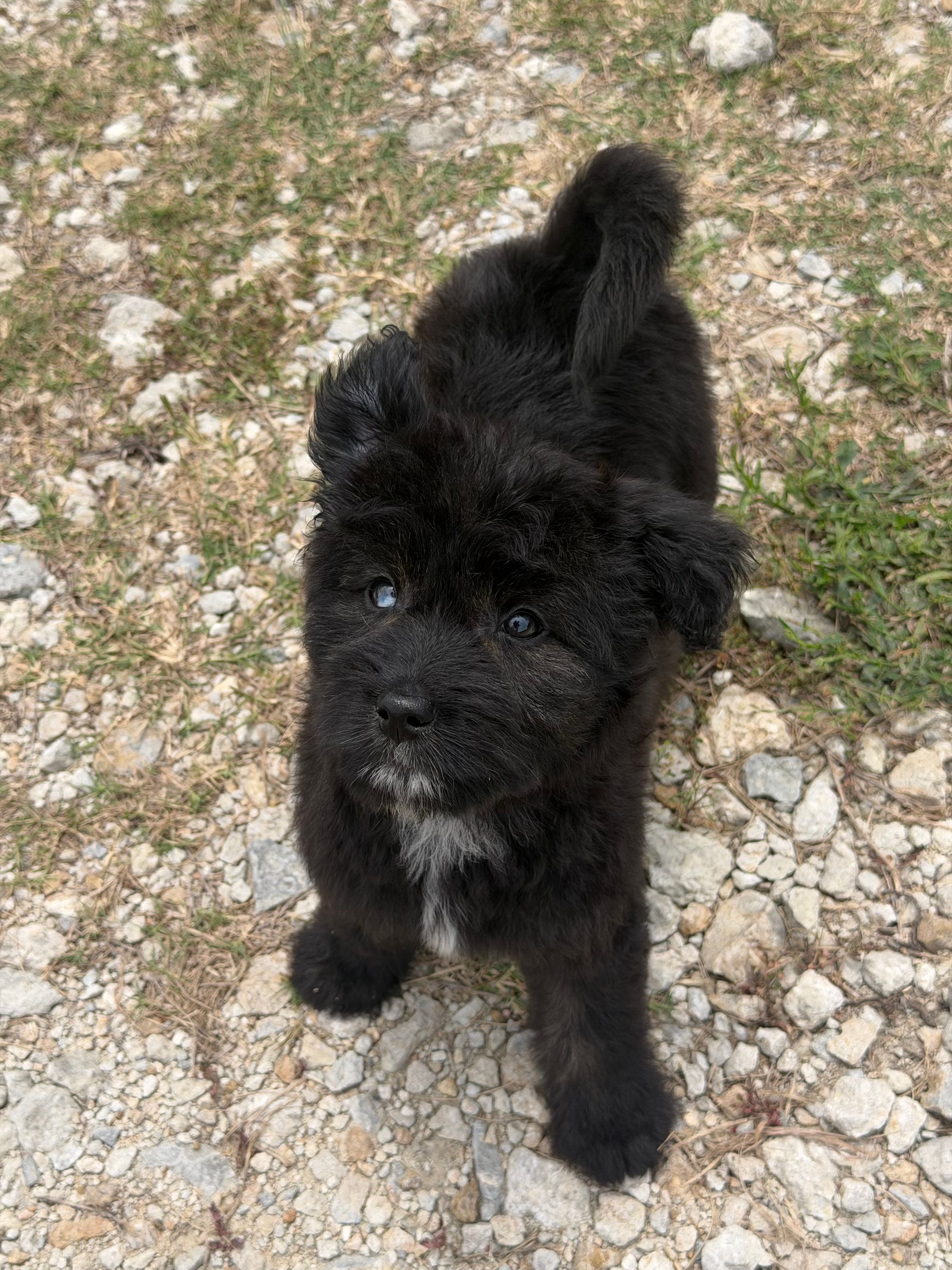 Onyx-Full Natural Tail & Partial Blue Eye – Aussiedoodle, Miniature Aussiedoodle puppy for sale in Huntsville, TX