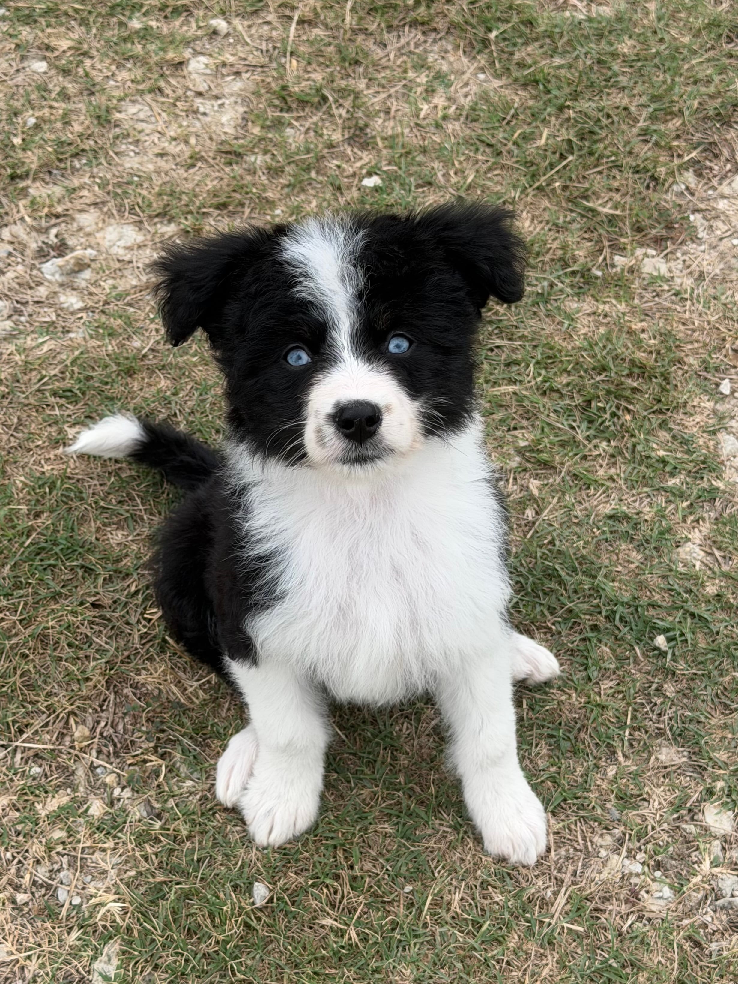 Sapphire-Full Natural Tail – Aussiedoodle, Miniature Aussiedoodle puppy for sale in Huntsville, TX