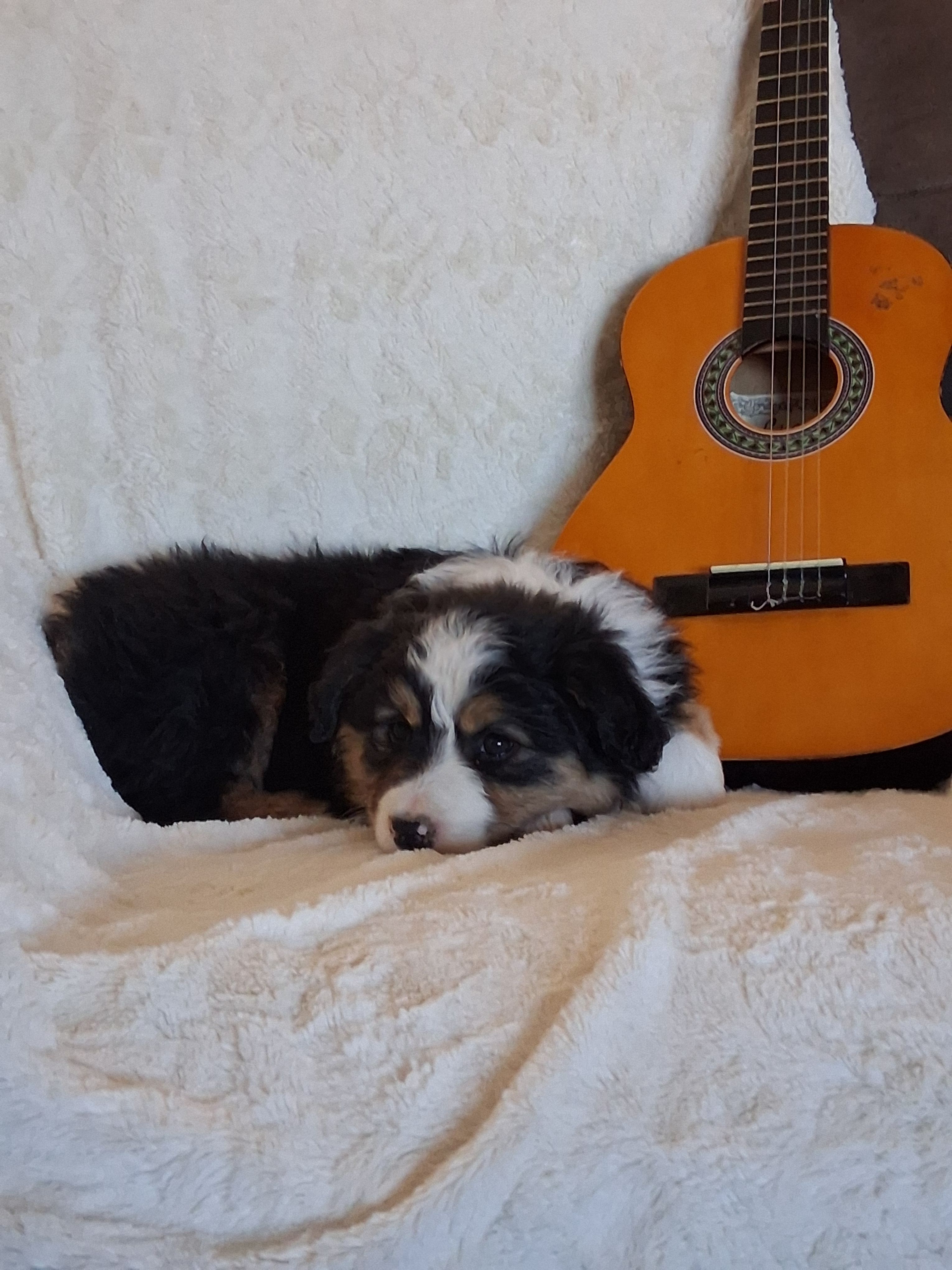 Daisy – Miniature American Shepherd puppy for sale in Trinidad, CO