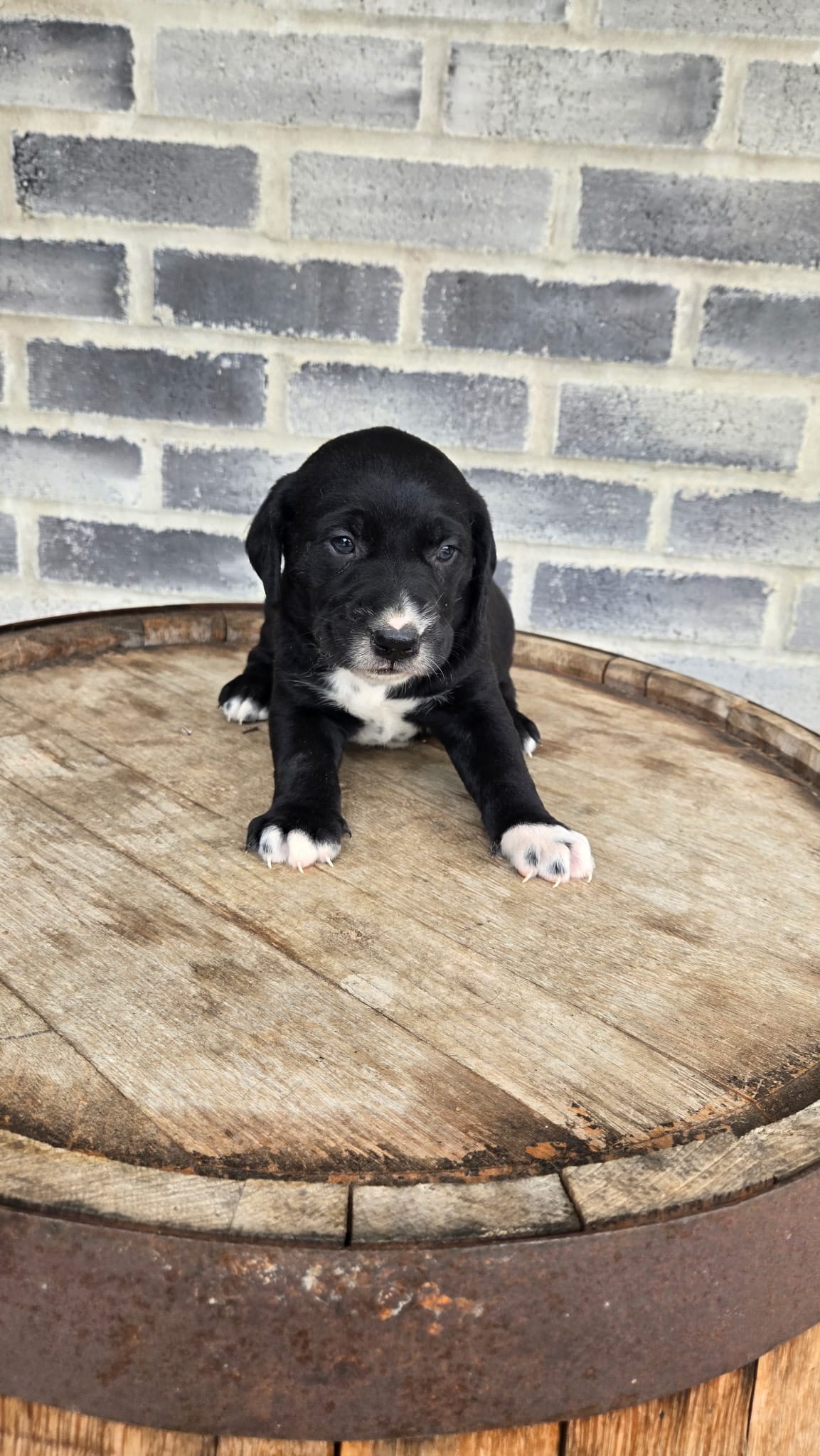 Jesse – Dalmatian, Golden Retriever puppy for sale in Grabill, IN