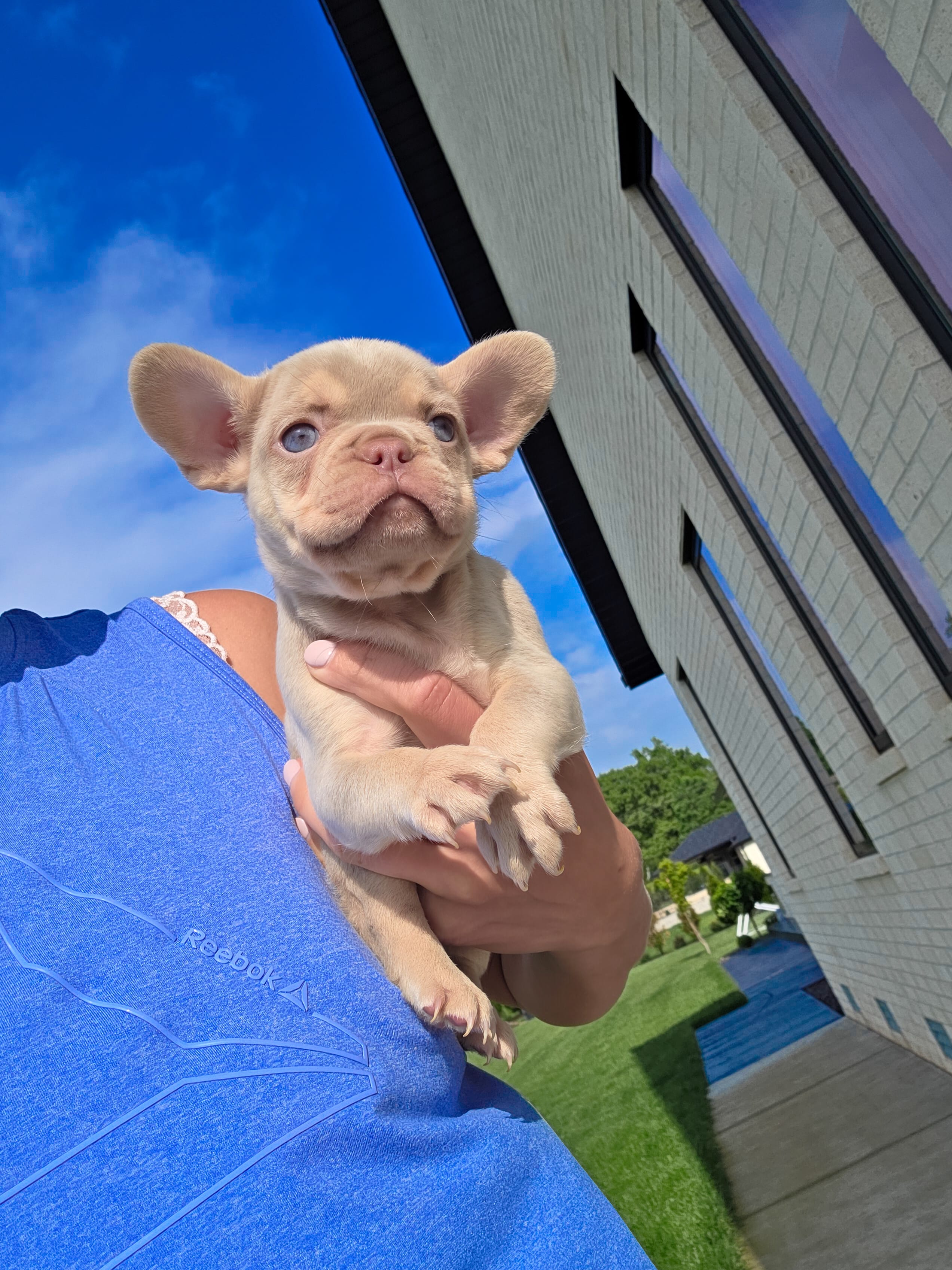 Pancho  – French Bulldog puppy for sale in Sarasota, FL