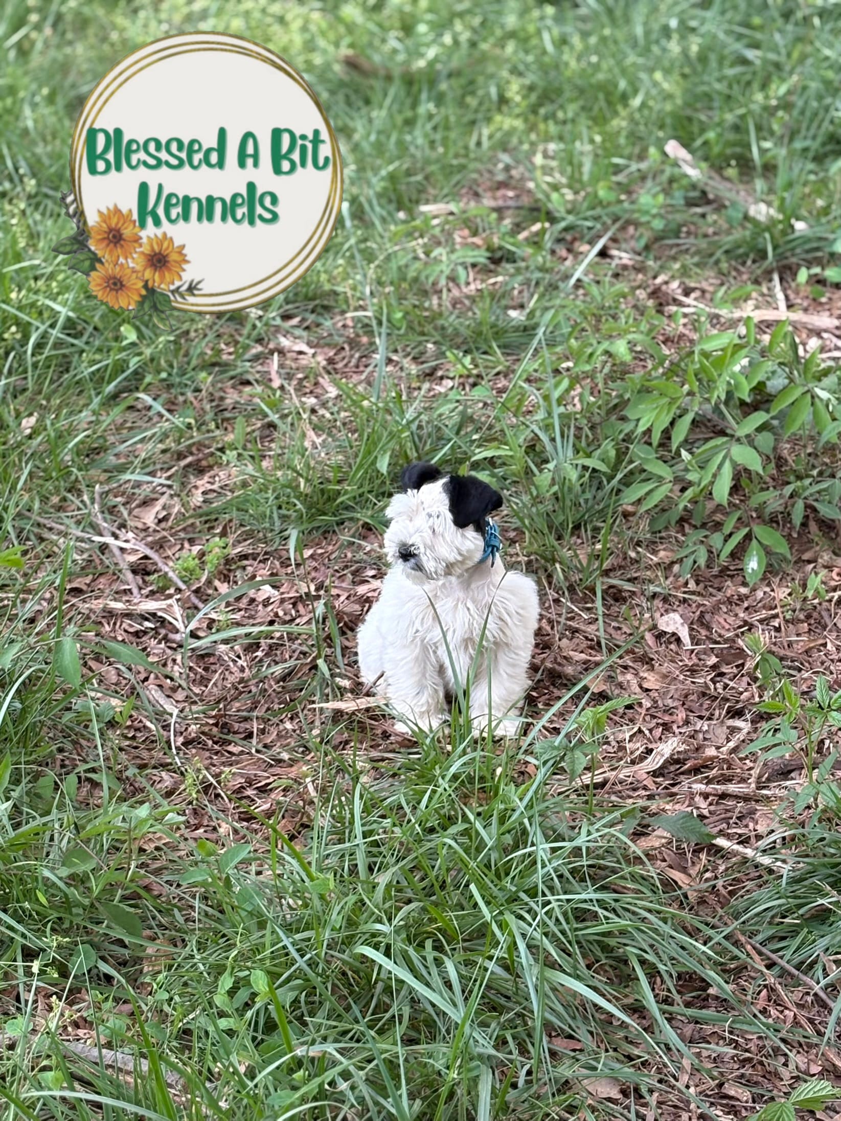 Marshall – Miniature Schnauzer puppy for sale in Ranburne, AL