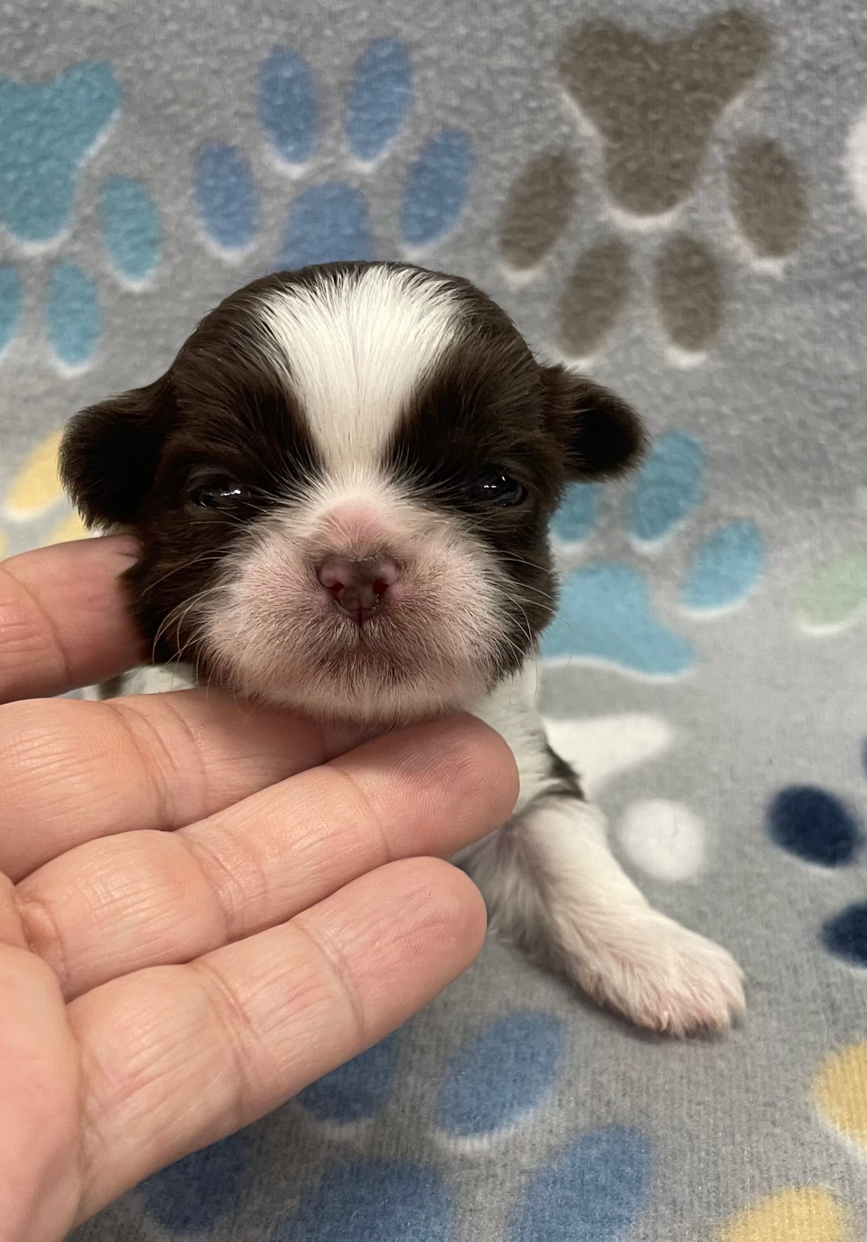 Cali CKC – Shih Tzu puppy for sale in Bedford, IN