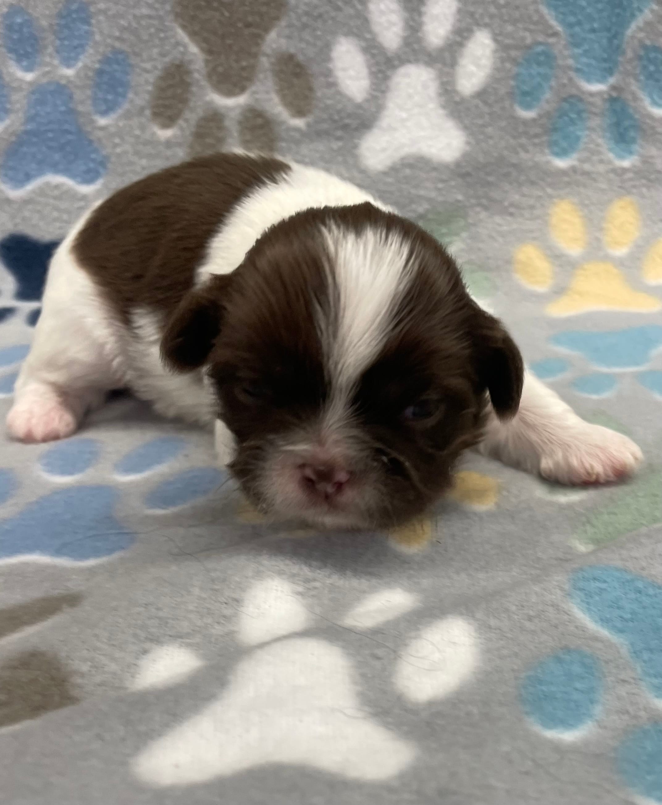 Elsa CKC – Shih Tzu puppy for sale in Bedford, IN
