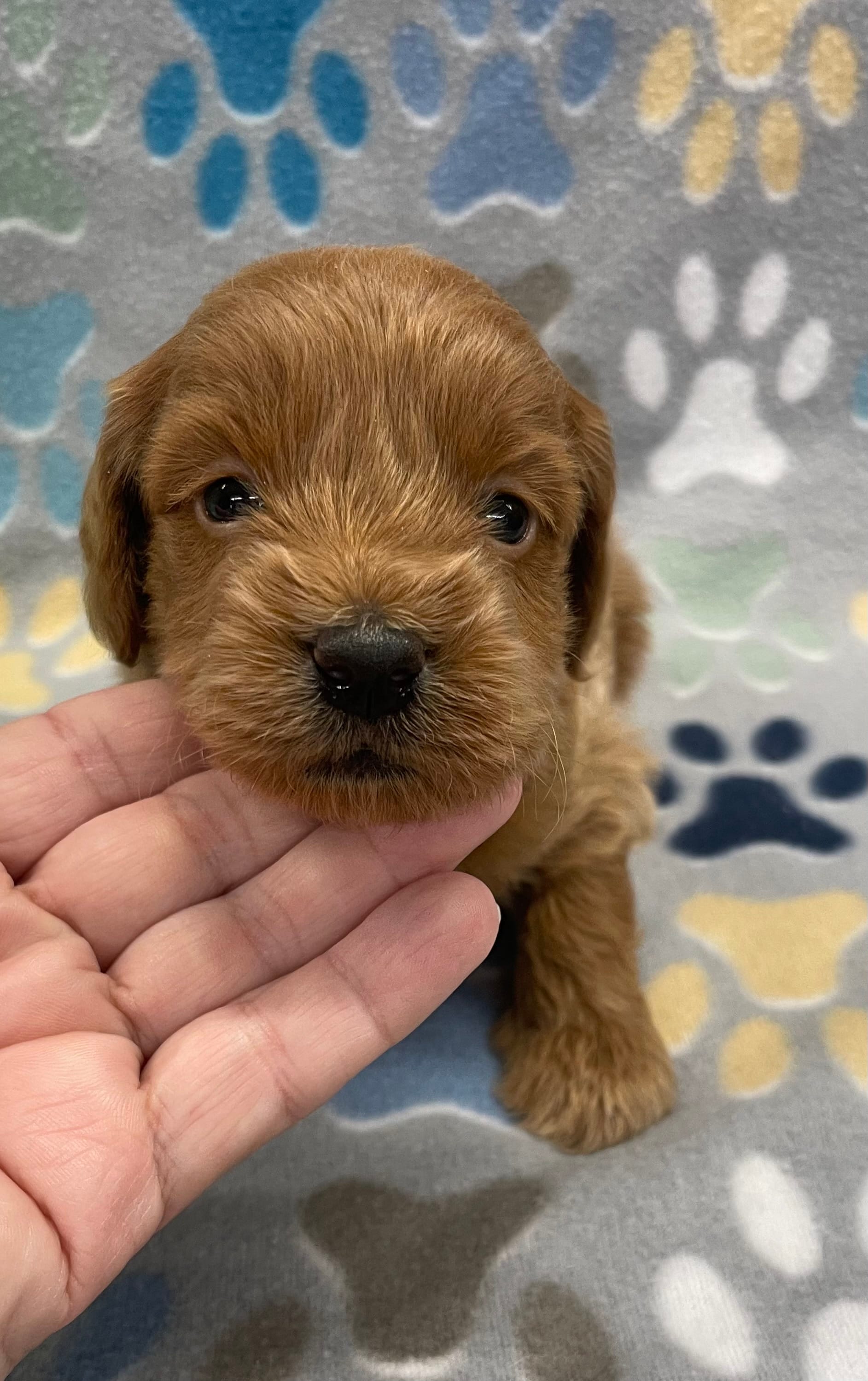 Diesel mini – Miniature Goldendoodle puppy for sale in Bedford, IN