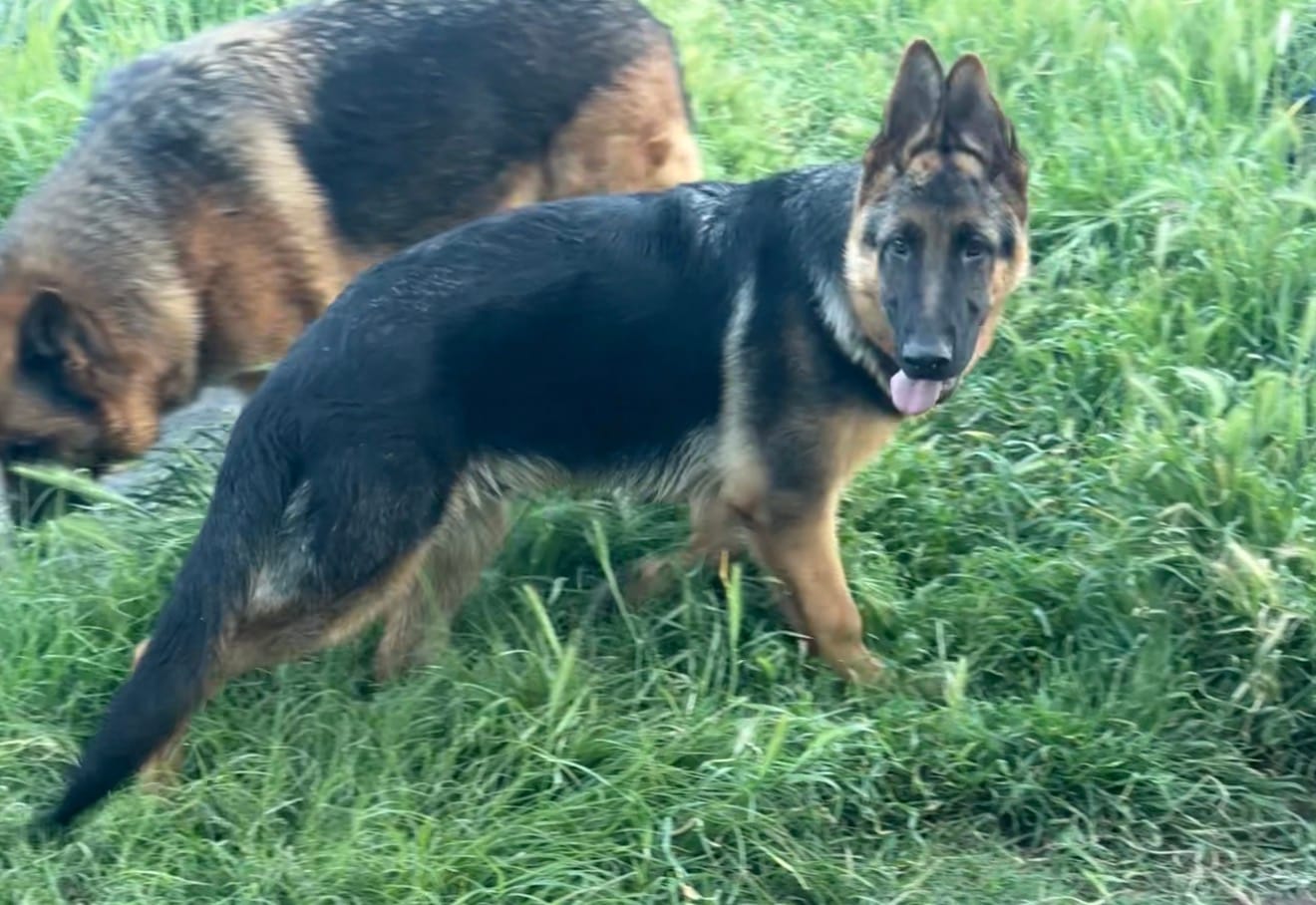 Tobias Vom Galleon  – German Shepherd Dog puppy for sale in Sacramento, CA