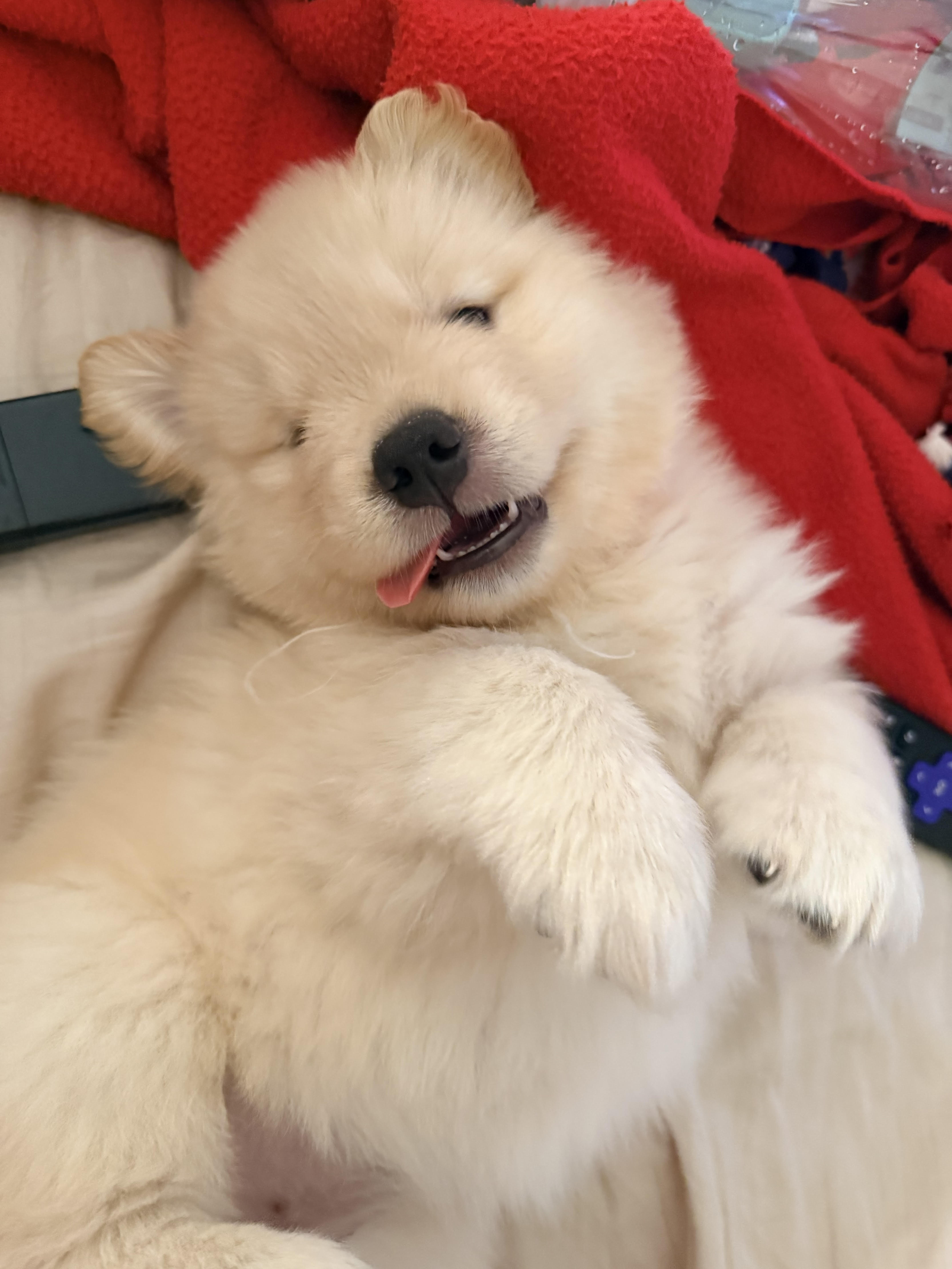Medium Golden Girl – Golden Retriever puppy for sale in Rocklin, CA
