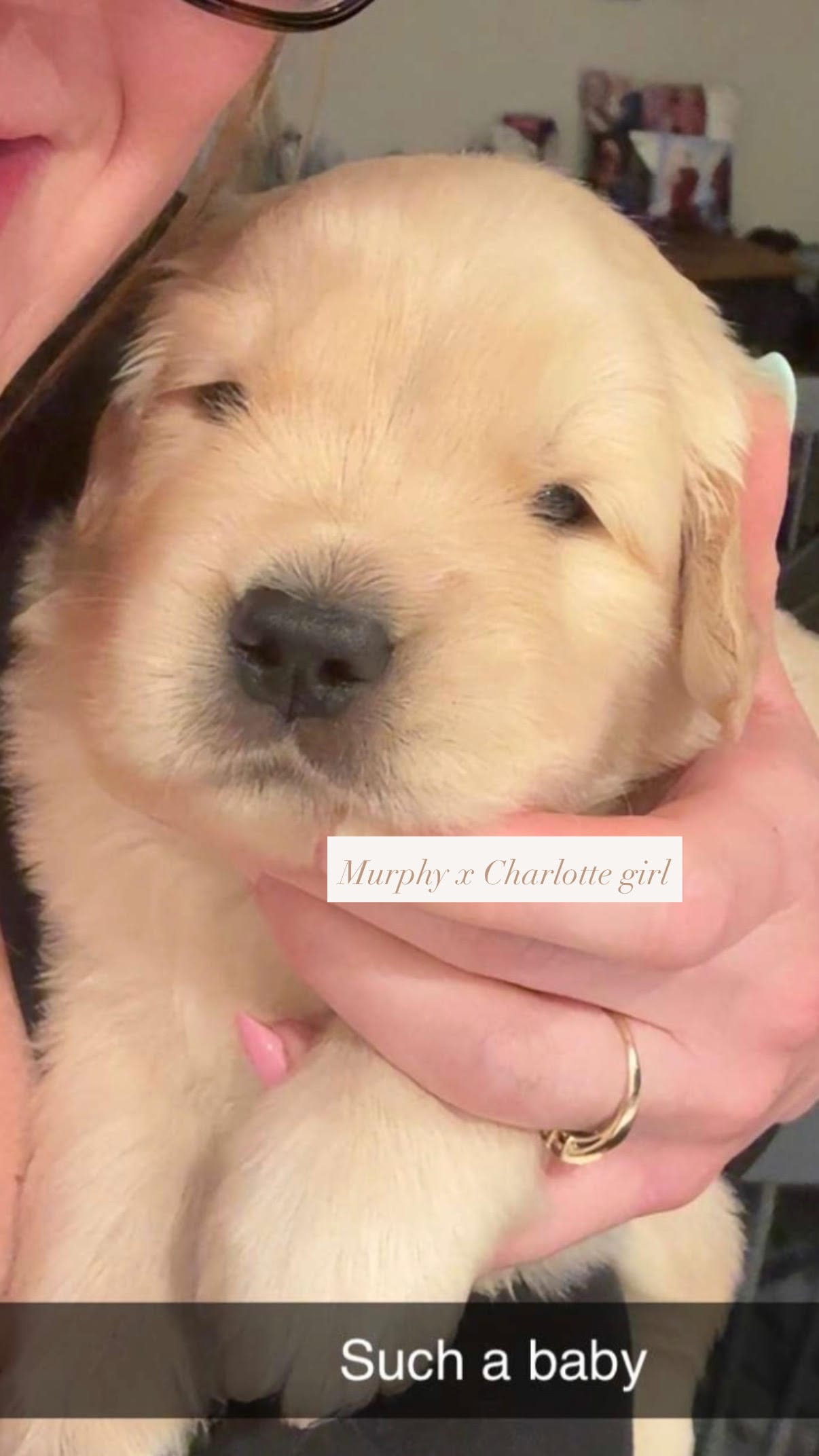Show Golden Girl – Golden Retriever puppy for sale in Rocklin, CA