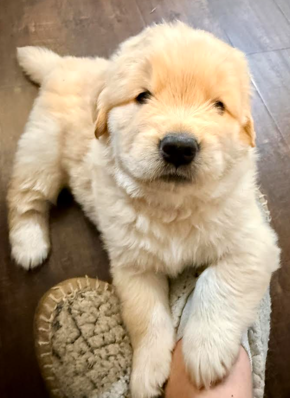 Medium Golden Girl – Golden Retriever puppy for sale in Rocklin, CA