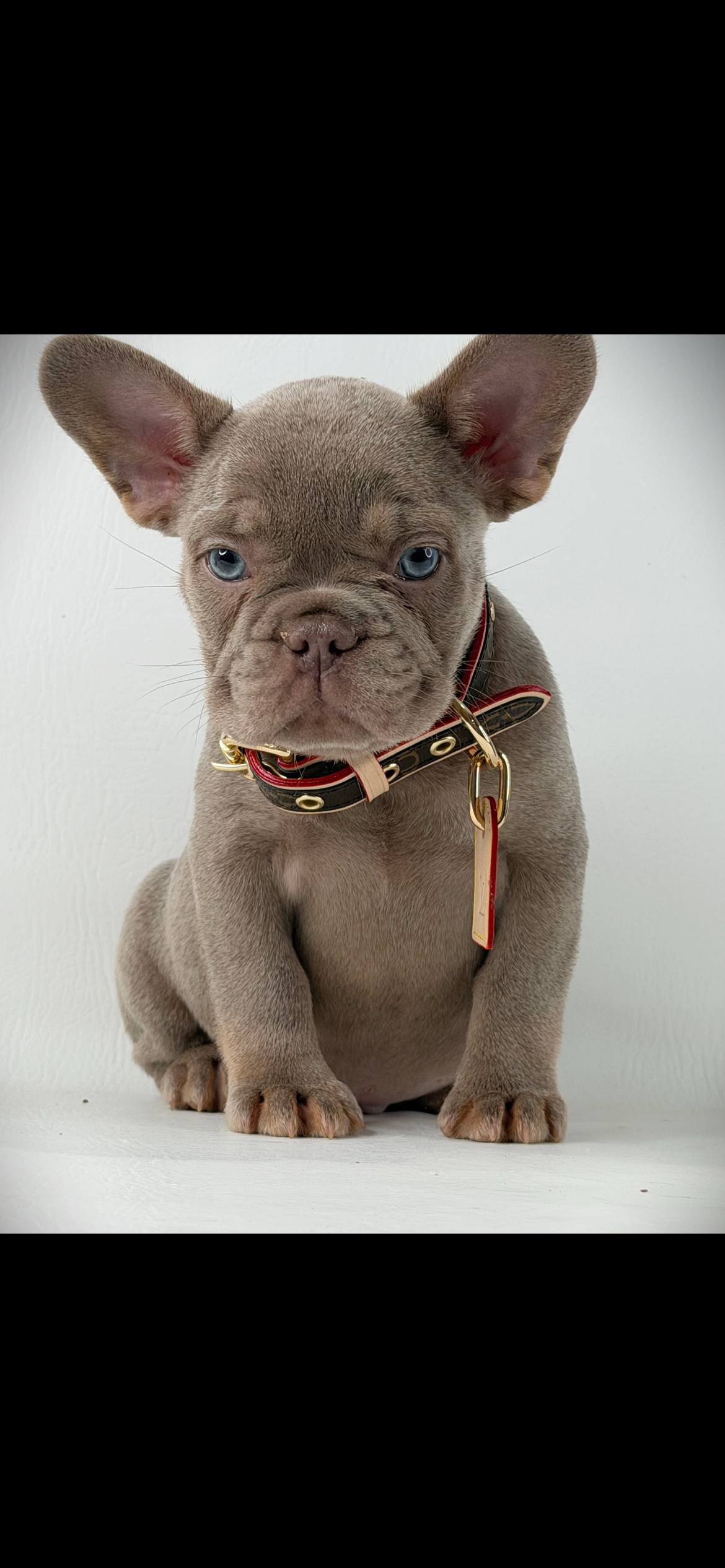 Scampi – French Bulldog puppy for sale in Mobile, AL