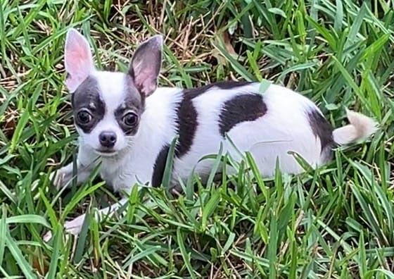 TINY Princess Girl – Chihuahua puppy for sale in Jacksonville, FL