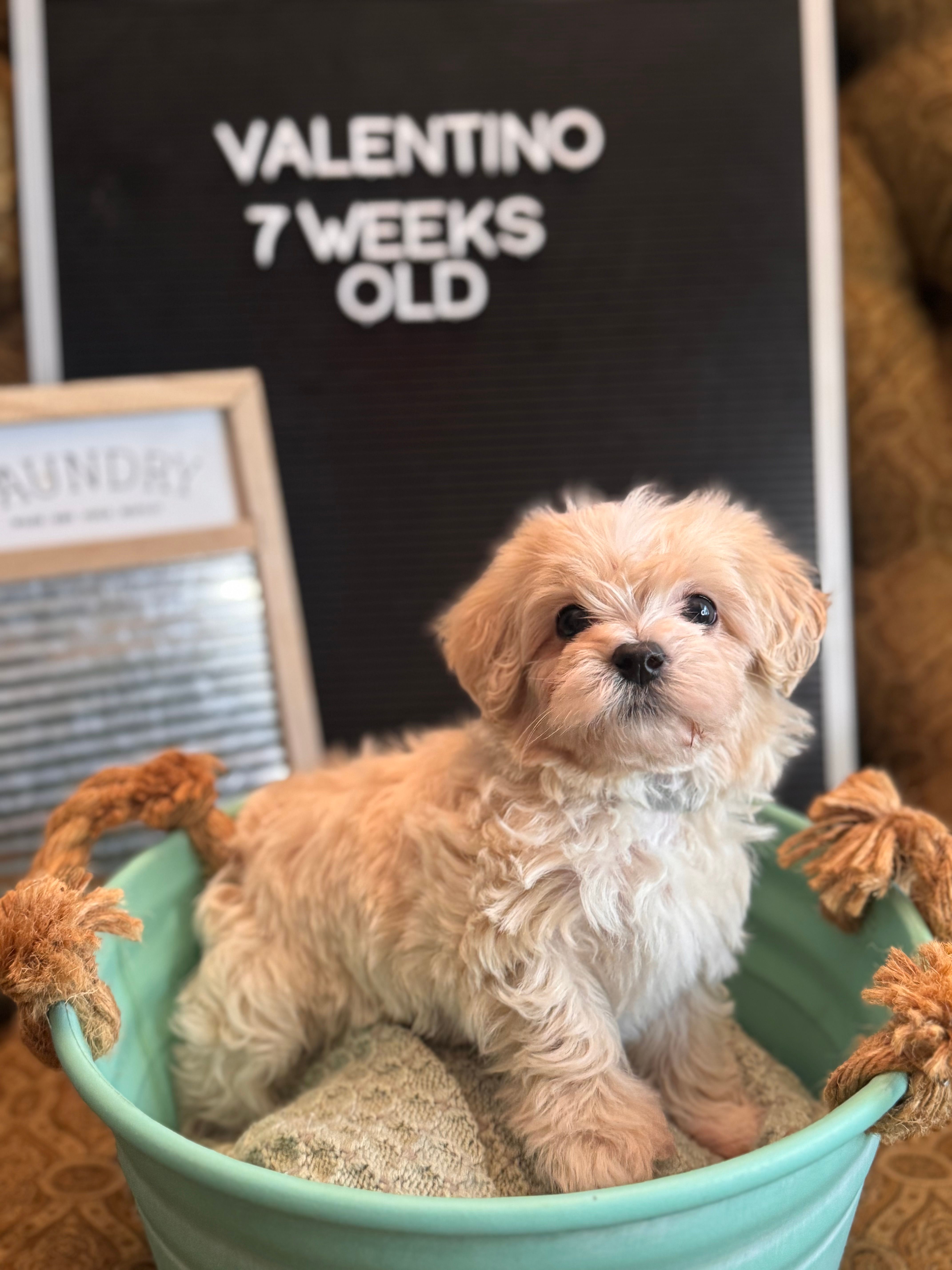 Valentino – Maltipoo puppy for sale in Wesley Chapel, FL