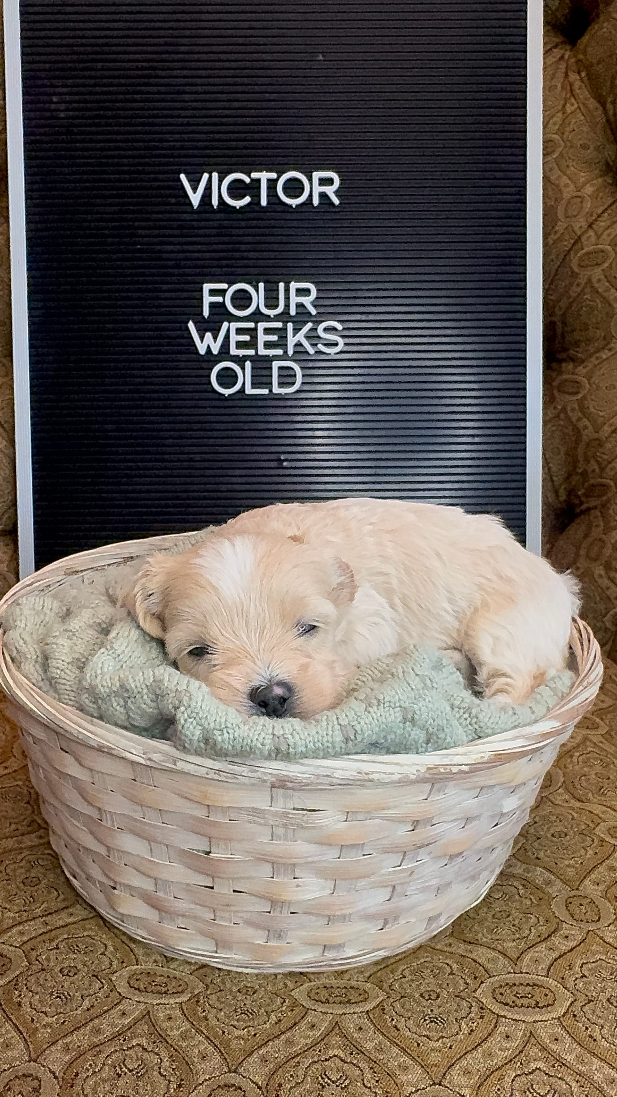 Victor  – Maltipoo puppy for sale in Wesley Chapel, FL