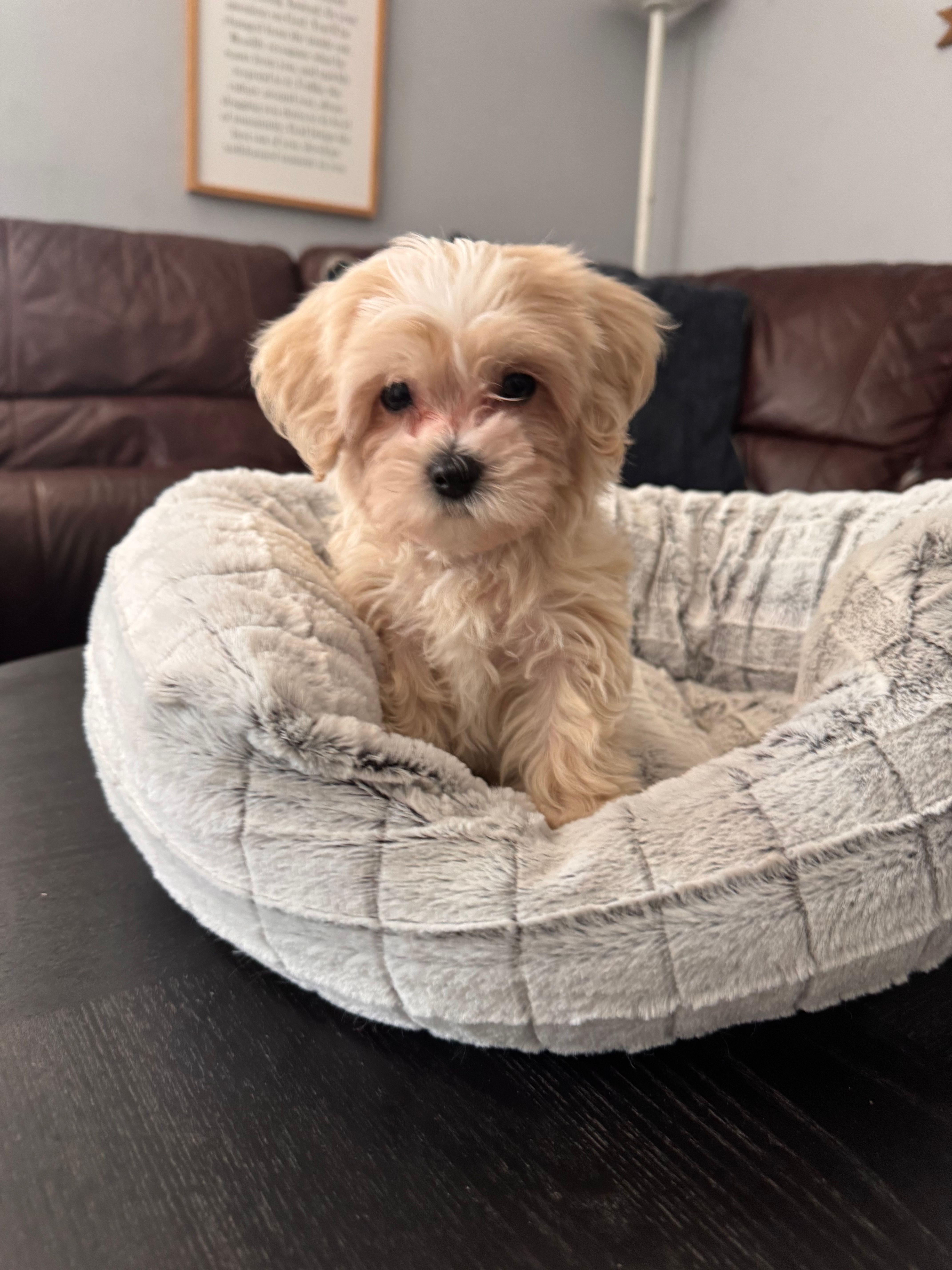 Valentino – Maltipoo puppy for sale in Wesley Chapel, FL