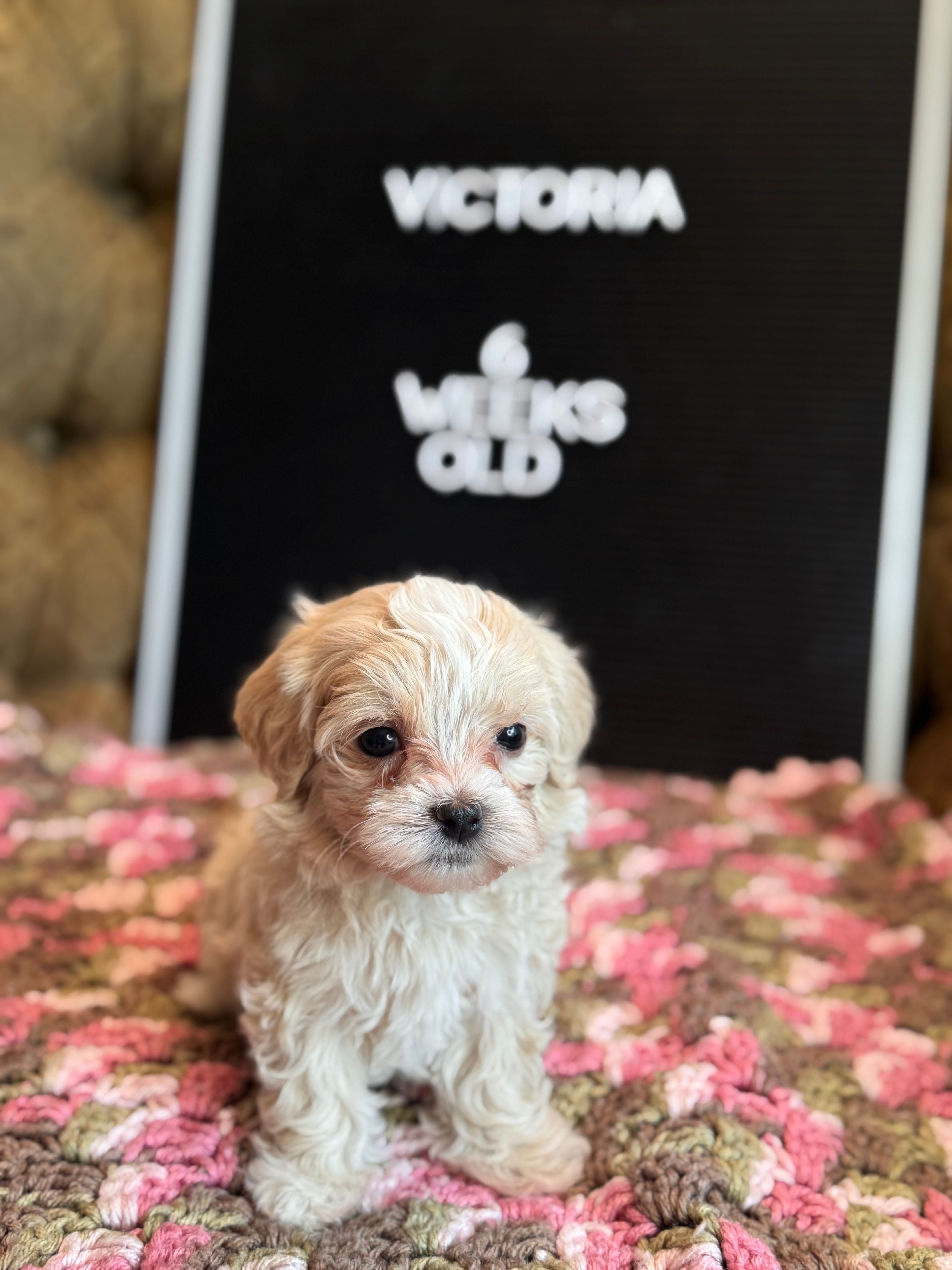 Victoria  – Maltipoo puppy for sale in Wesley Chapel, FL