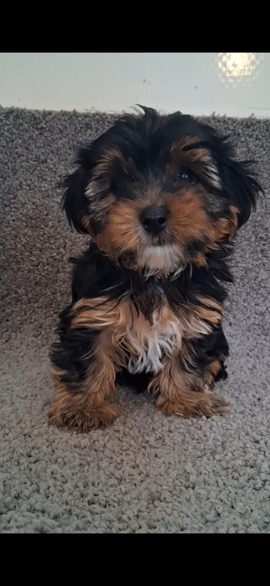 Teddy – Yorkshire Terrier puppy for sale in Spencerville, IN