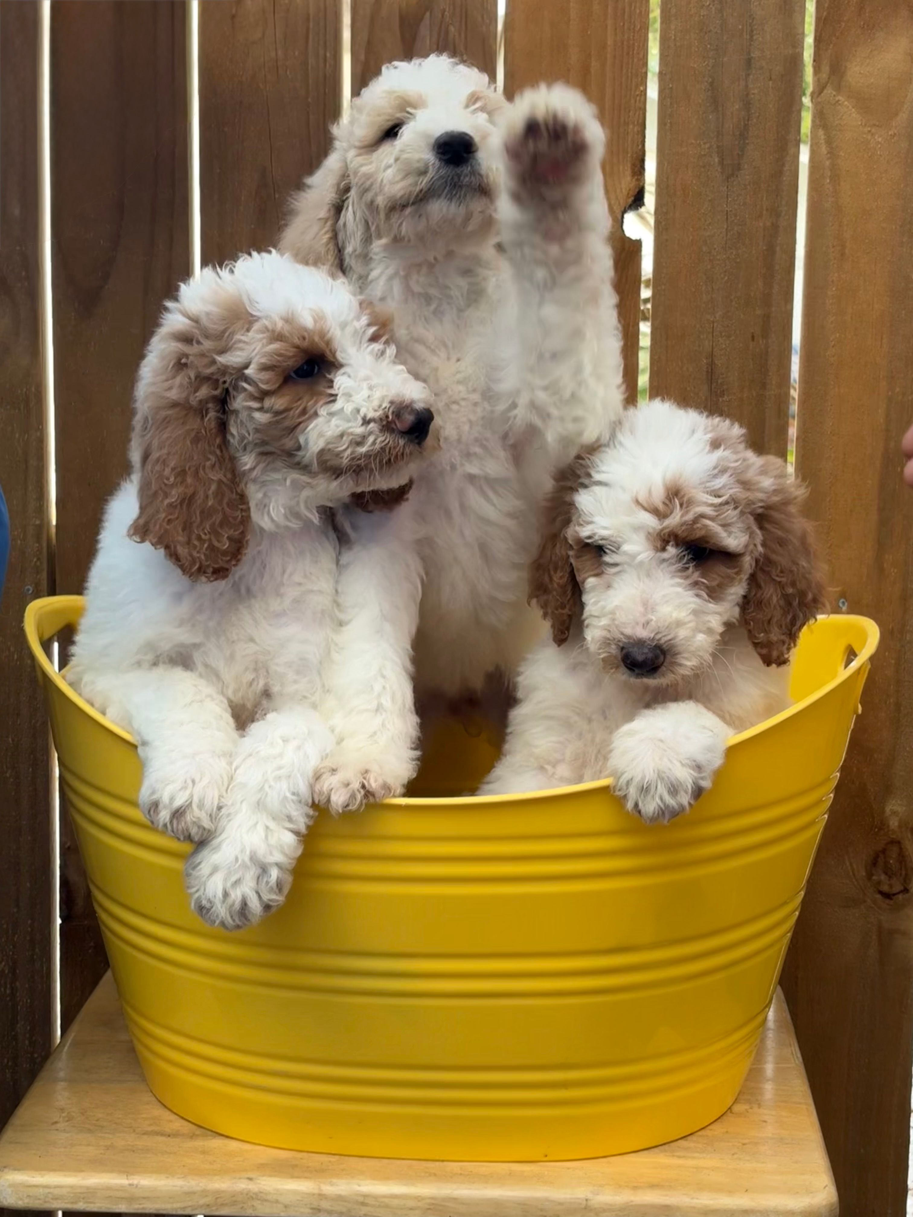 victoria – Poodle - Standard  puppy for sale in Palm Harbor, FL
