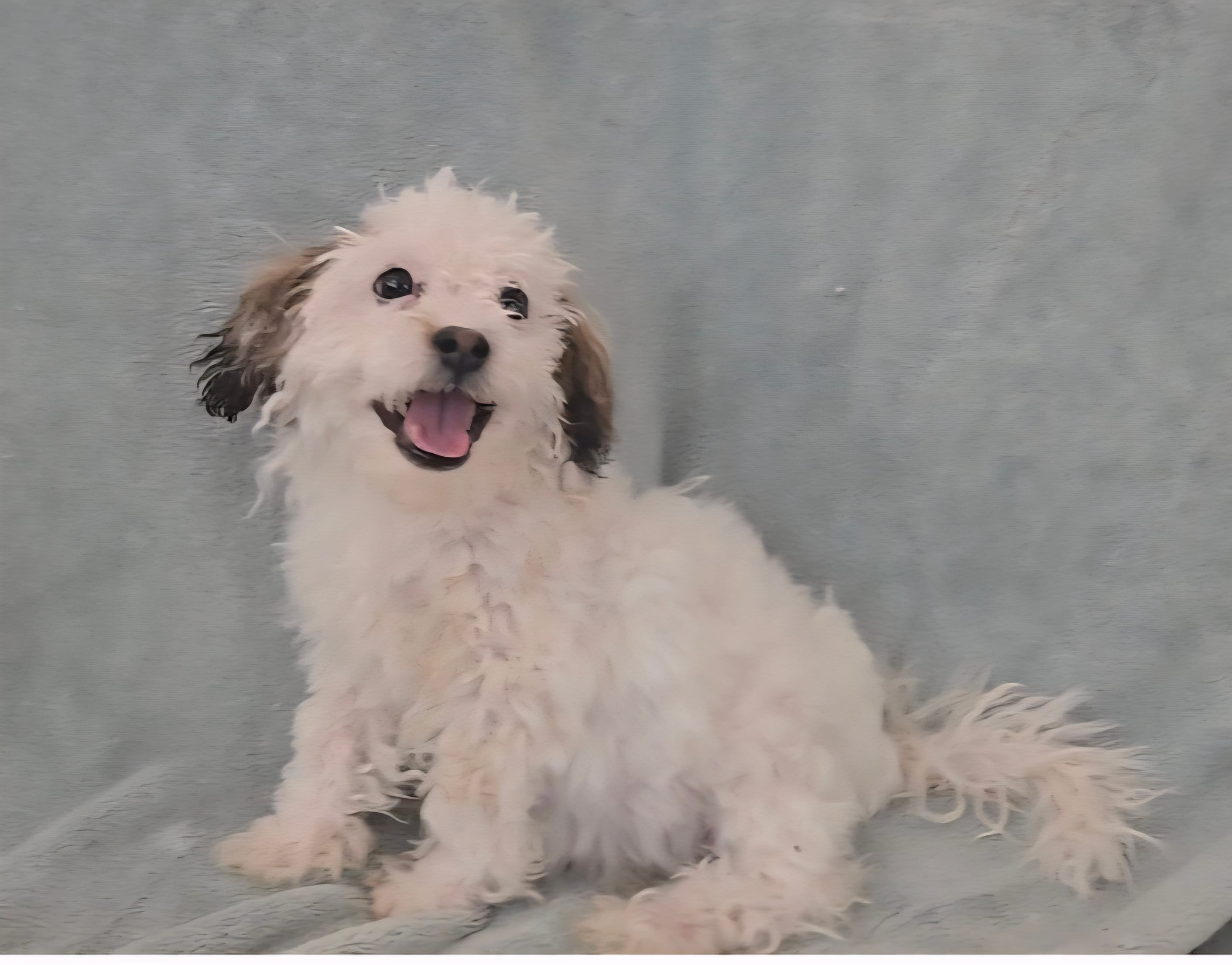 Boy 2 – Maltese puppy for sale in Denver, CO