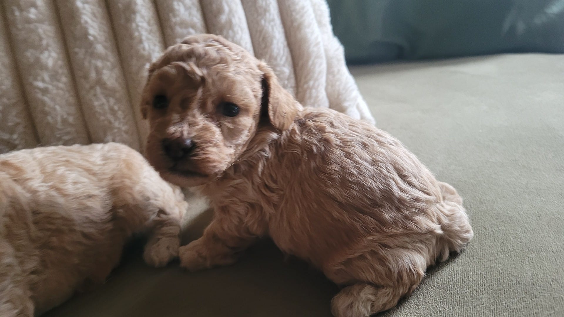 Jinx – Poodle - Miniature  puppy for sale in Ware, MA