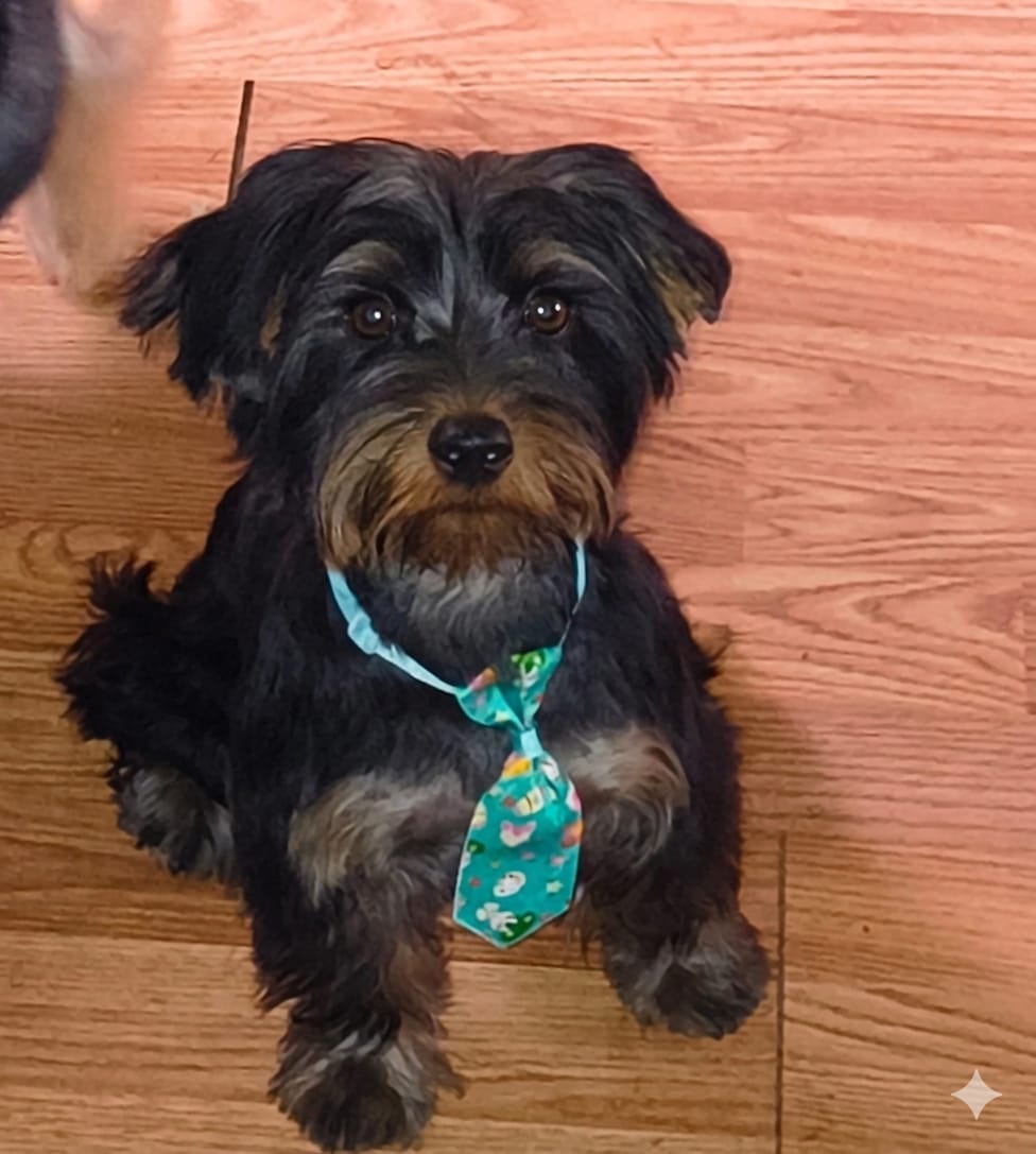 Thaddeus – Yorkshire Terrier puppy for sale in Winston-Salem, NC