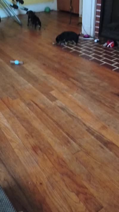 Unspecified, a female Yorkshire Terrier for sale in Winston-Salem, NC – 4 of 5