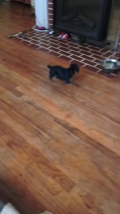 Unspecified, a female Yorkshire Terrier for sale in Winston-Salem, NC – 2 of 5