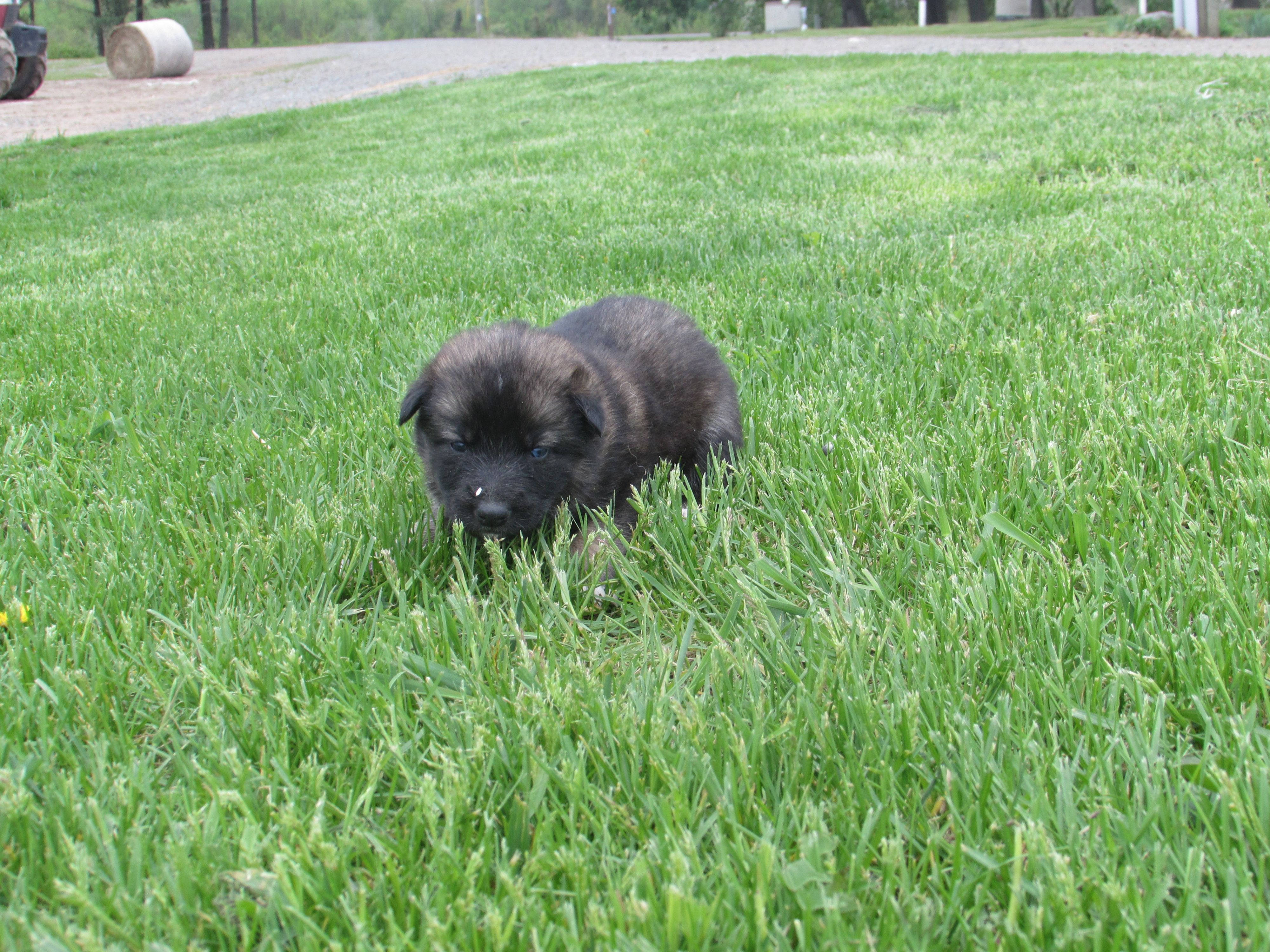 Kamry – German Shepherd Dog, Siberian Husky puppy for sale in Owen, WI