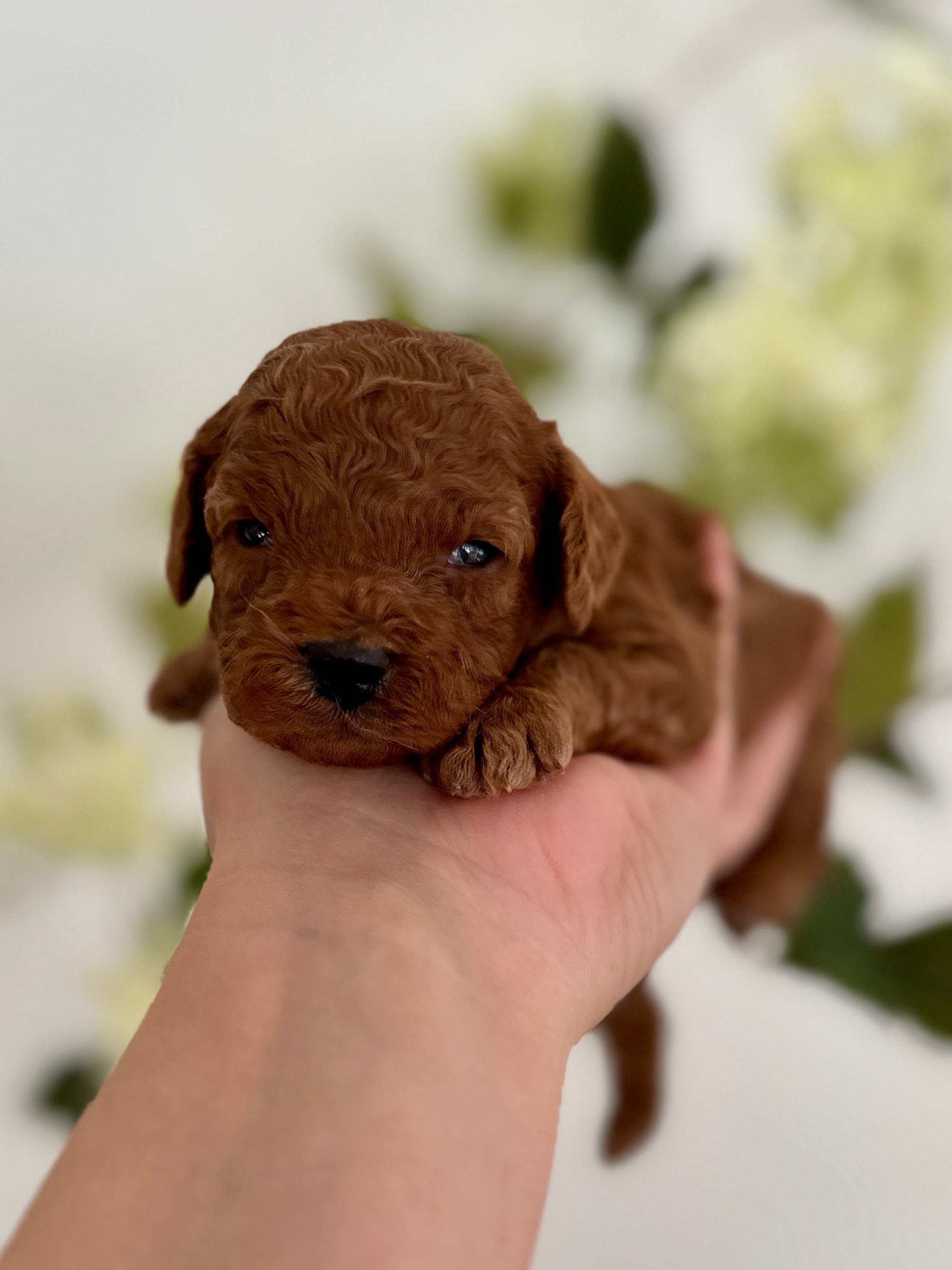 Red male – Poodle - Toy  puppy for sale in Spartanburg, SC