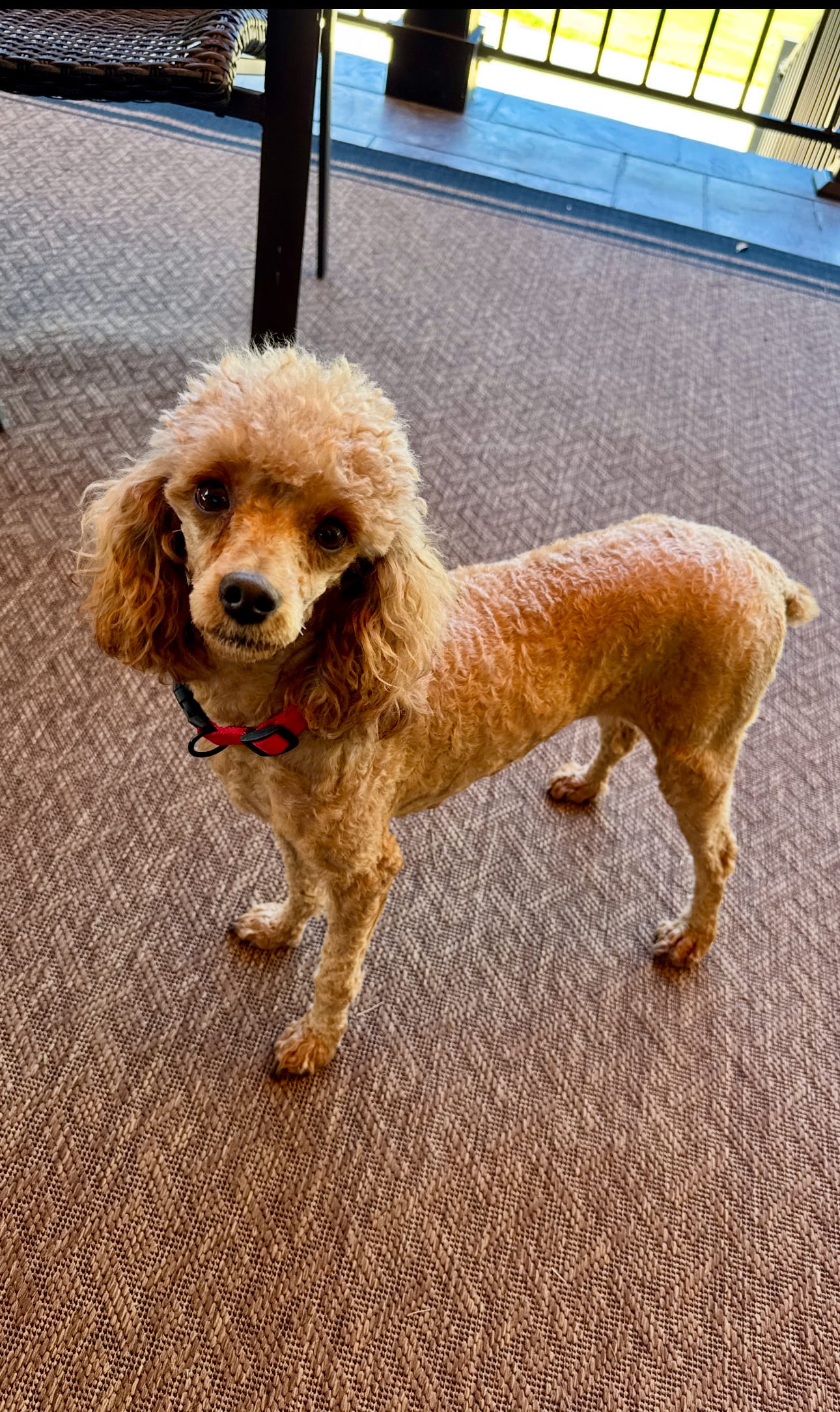 Mia – Poodle - Toy  puppy for sale in Spartanburg, SC