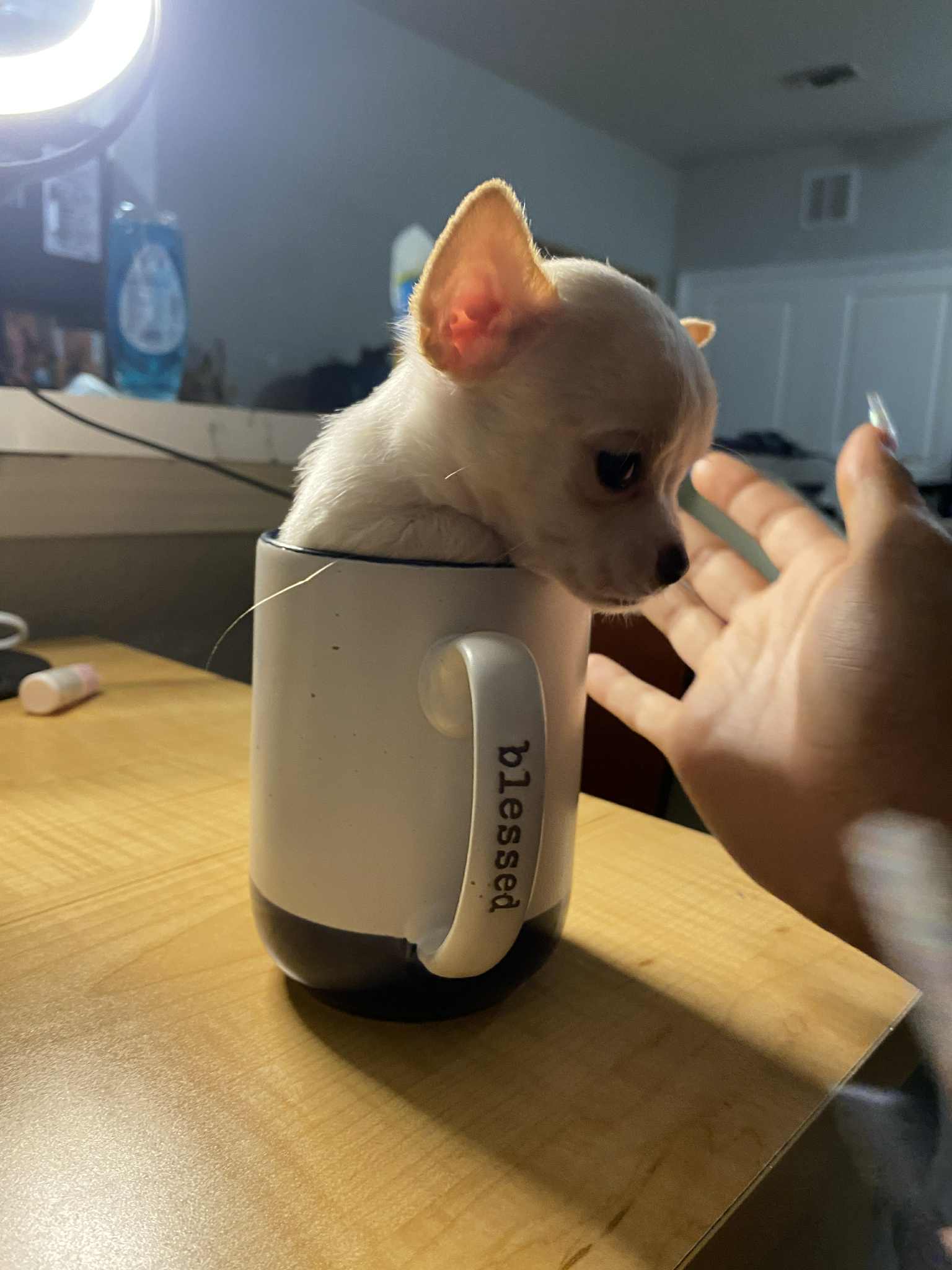 Luigi – Chihuahua puppy for sale in San Antonio, TX