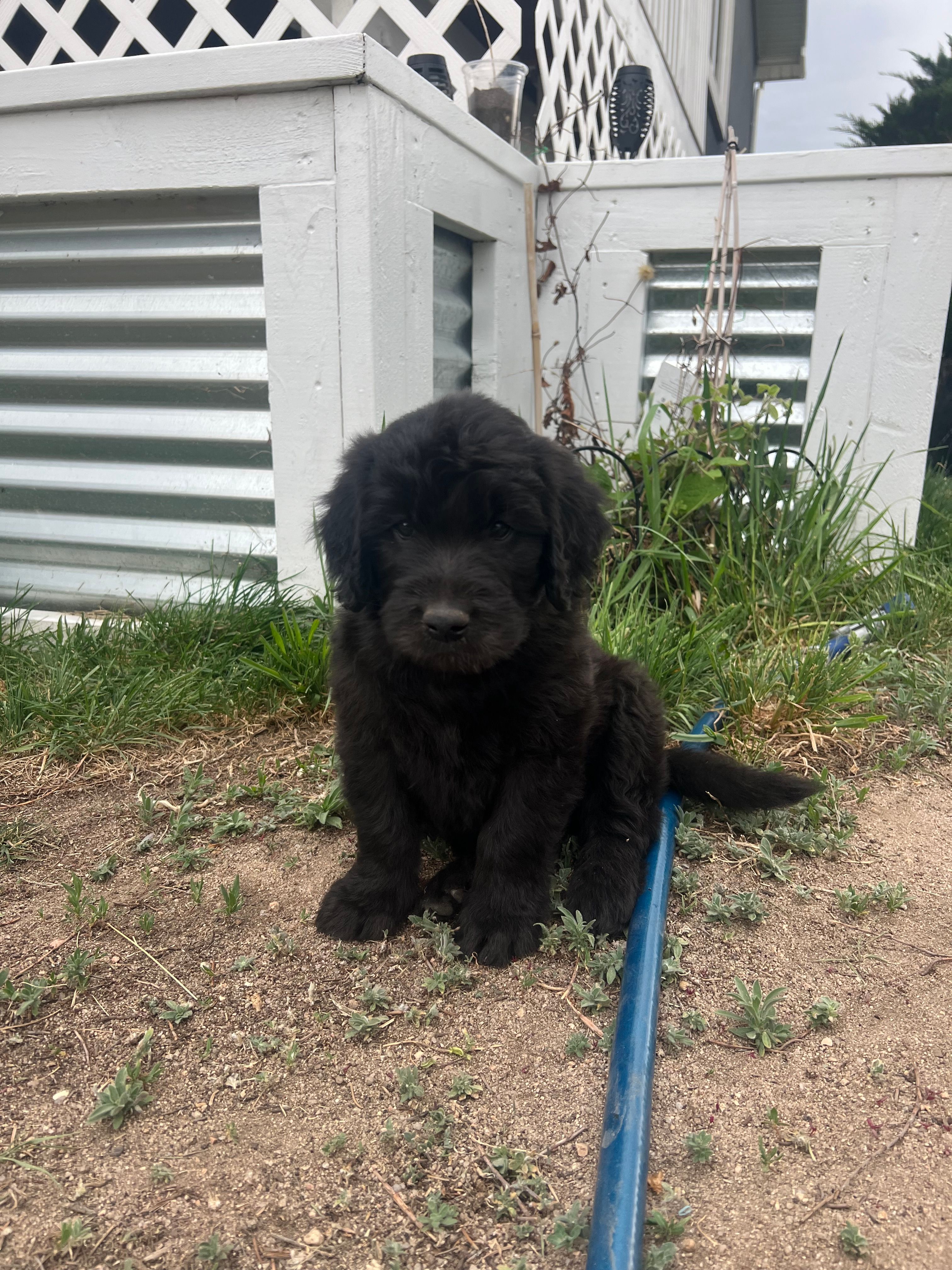 King – Goldendoodle puppy for sale in Calhan, CO