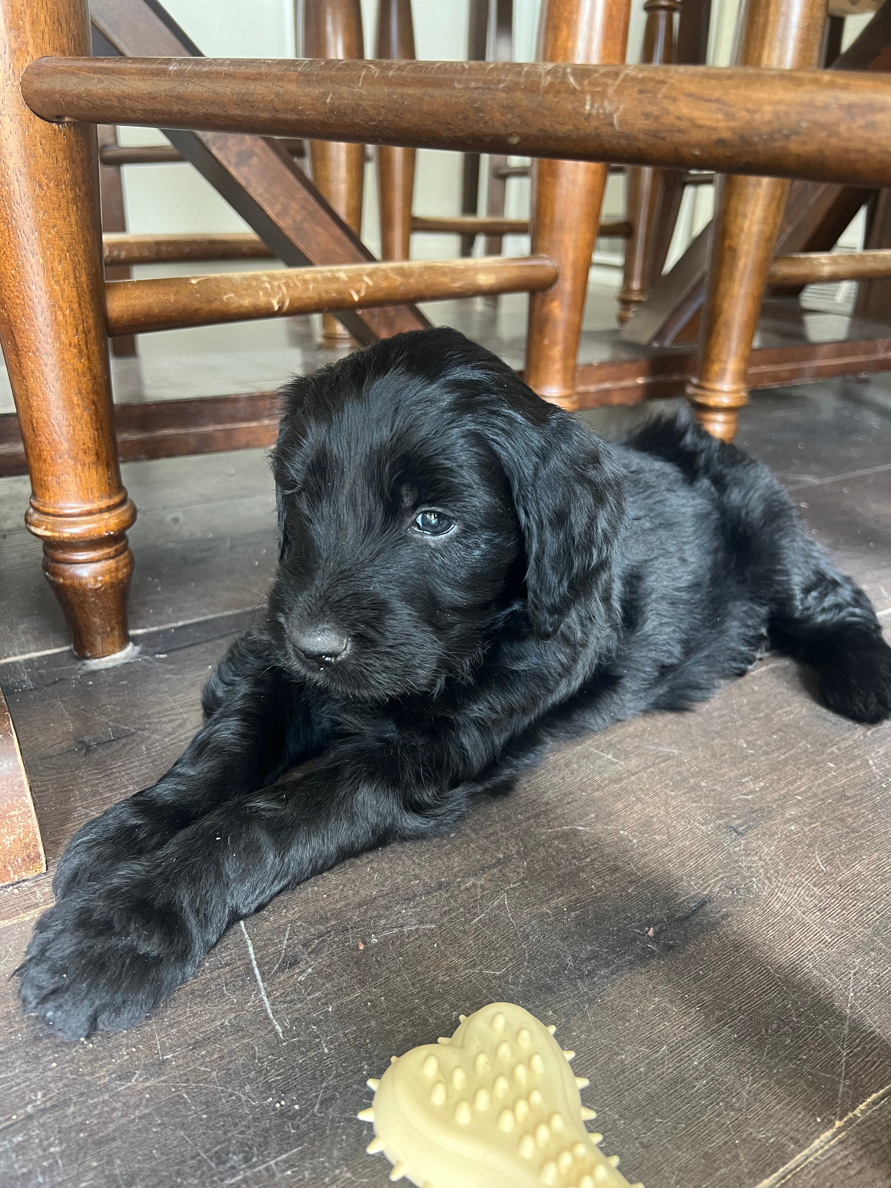 Spade  – Goldendoodle puppy for sale in Calhan, CO