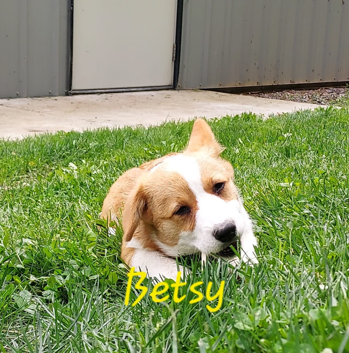 Betsy  – Pembroke Welsh Corgi puppy for sale in McVeytown, PA