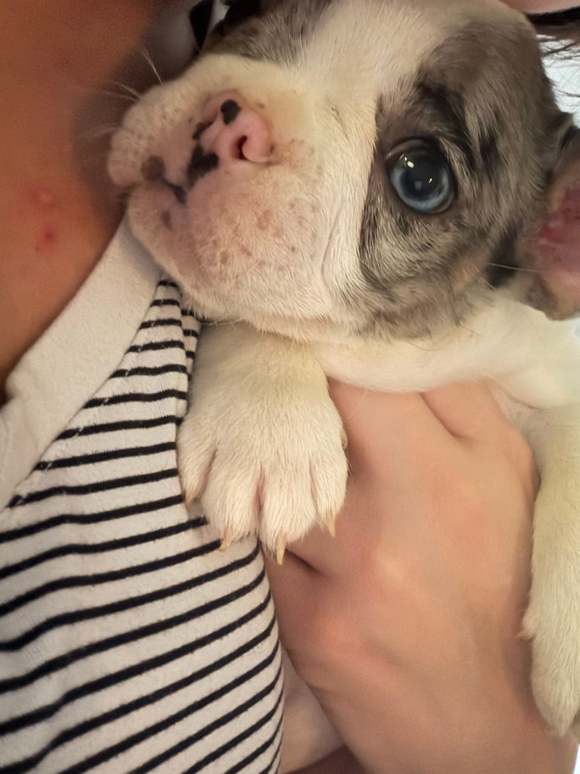 Speck – French Bulldog puppy for sale in Salem, OR
