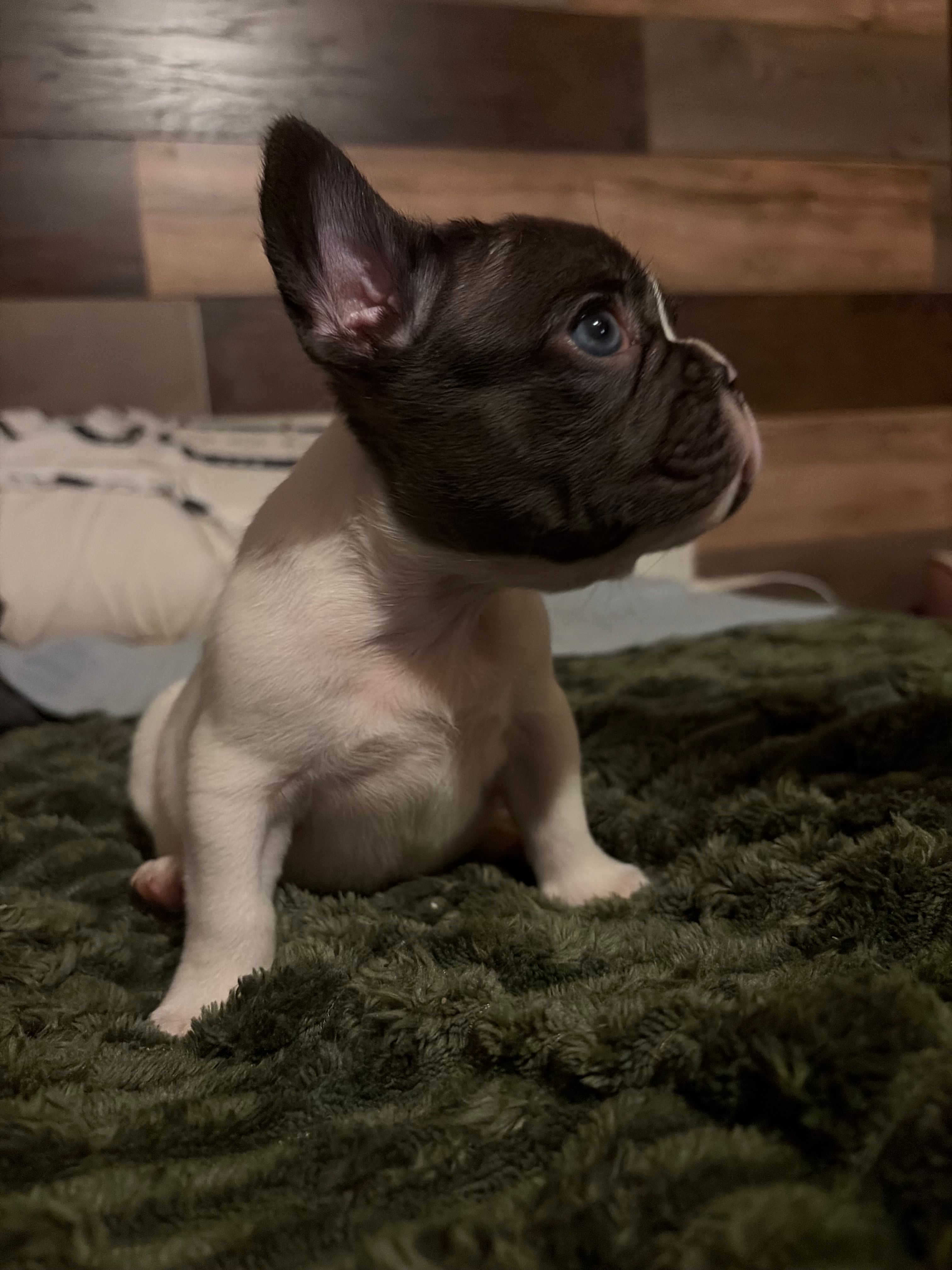 5 week old pup  – French Bulldog puppy for sale in Salem, OR