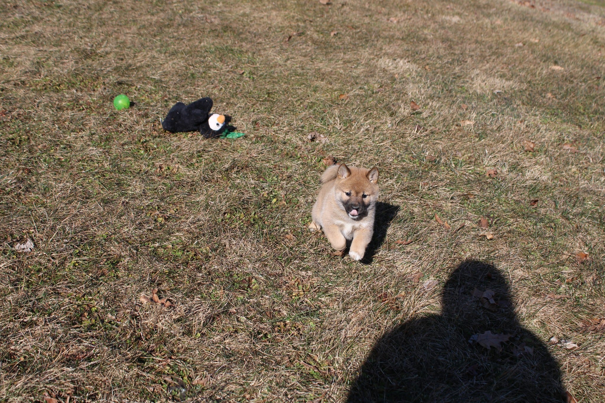 Yen – Shiba Inu puppy for sale in New Bloomfield, PA