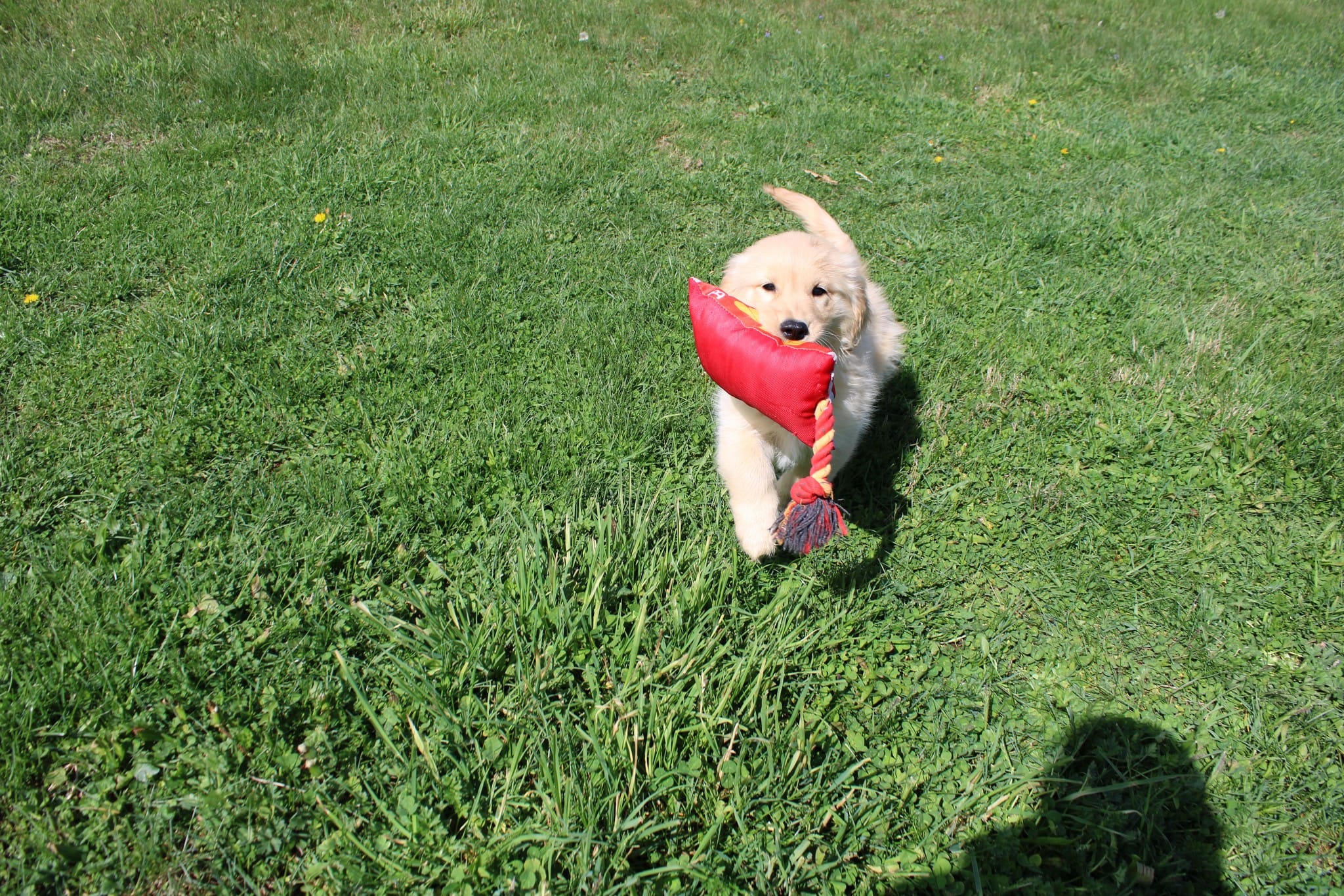 AKC Happy  – Golden Retriever puppy for sale in New Bloomfield, PA