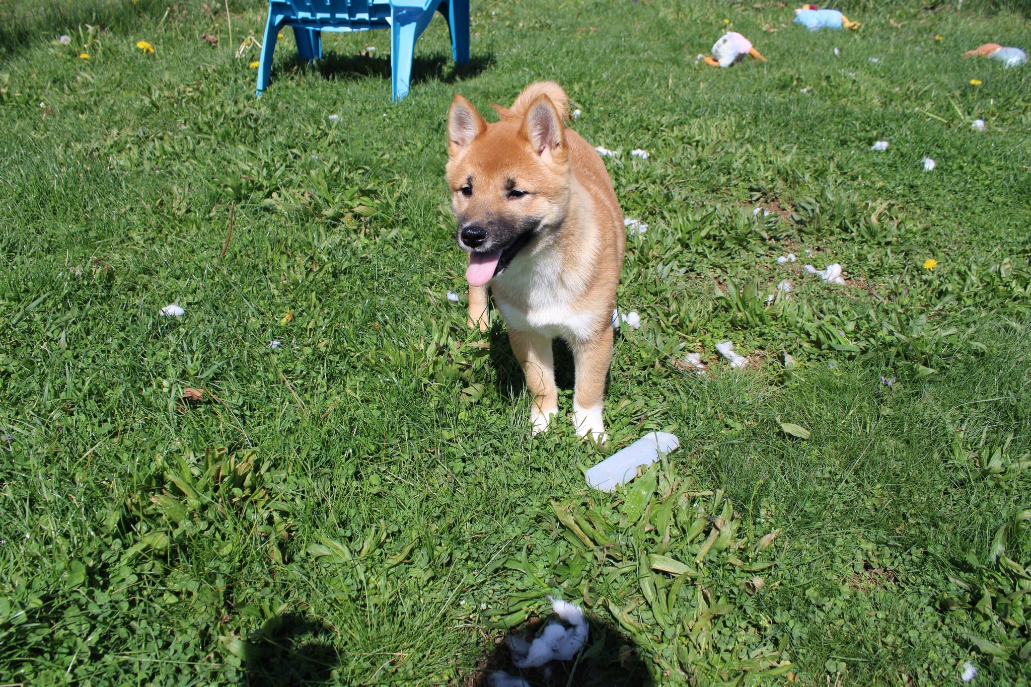 Fox – Shiba Inu puppy for sale in New Bloomfield, PA