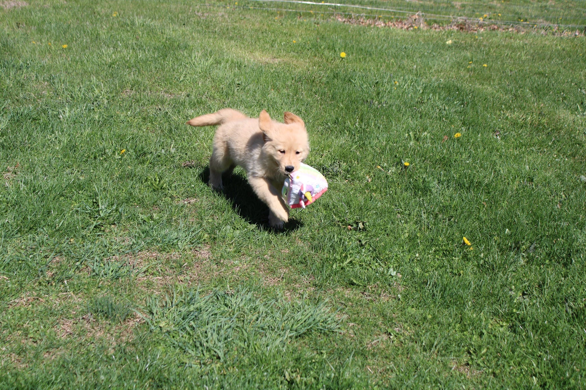 AKC Icicle – Golden Retriever puppy for sale in New Bloomfield, PA