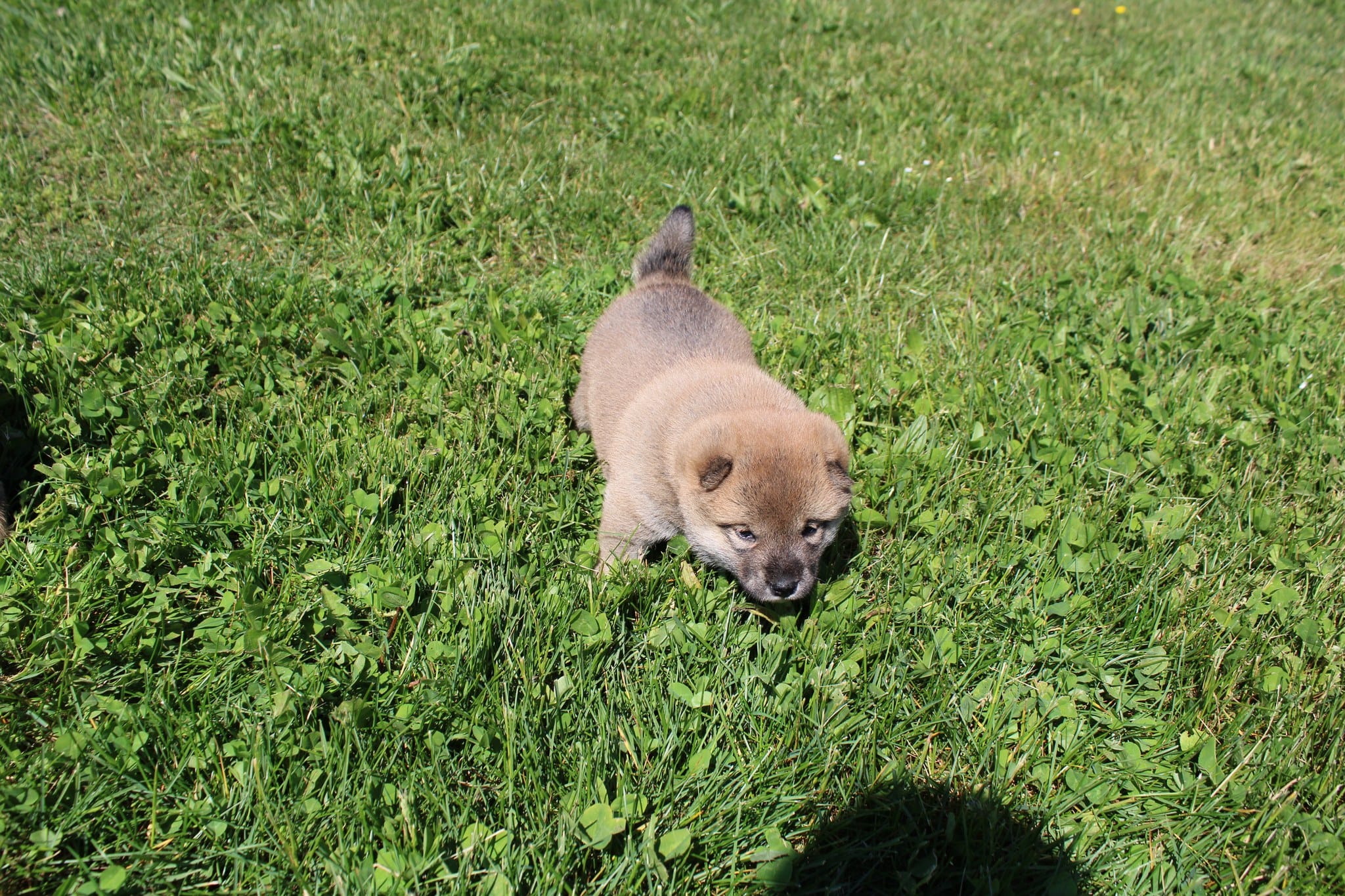AKC Doodle – Shiba Inu puppy for sale in New Bloomfield, PA