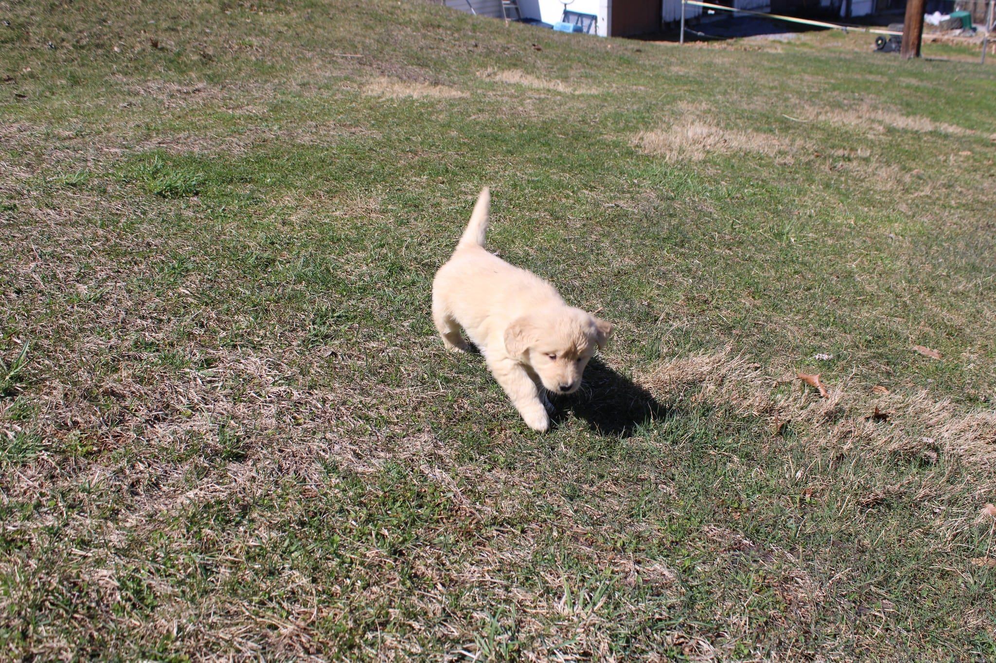 Anna – Golden Retriever puppy for sale in New Bloomfield, PA