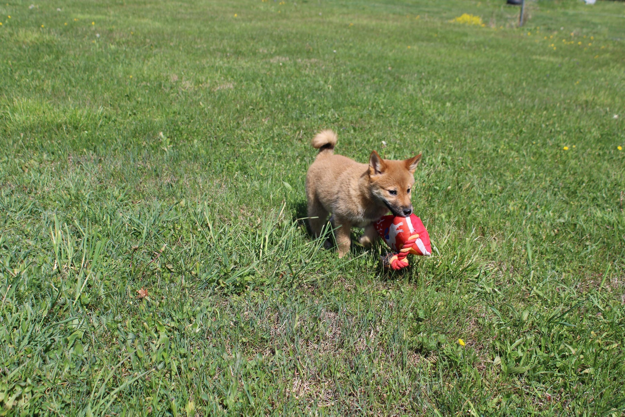Yen – Shiba Inu puppy for sale in New Bloomfield, PA
