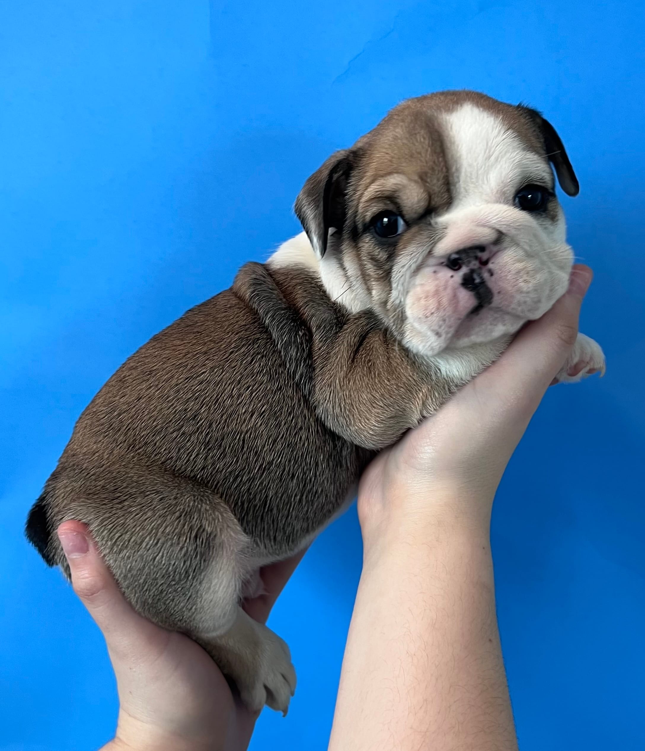 Butch – English Bulldog puppy for sale in Portland, TN
