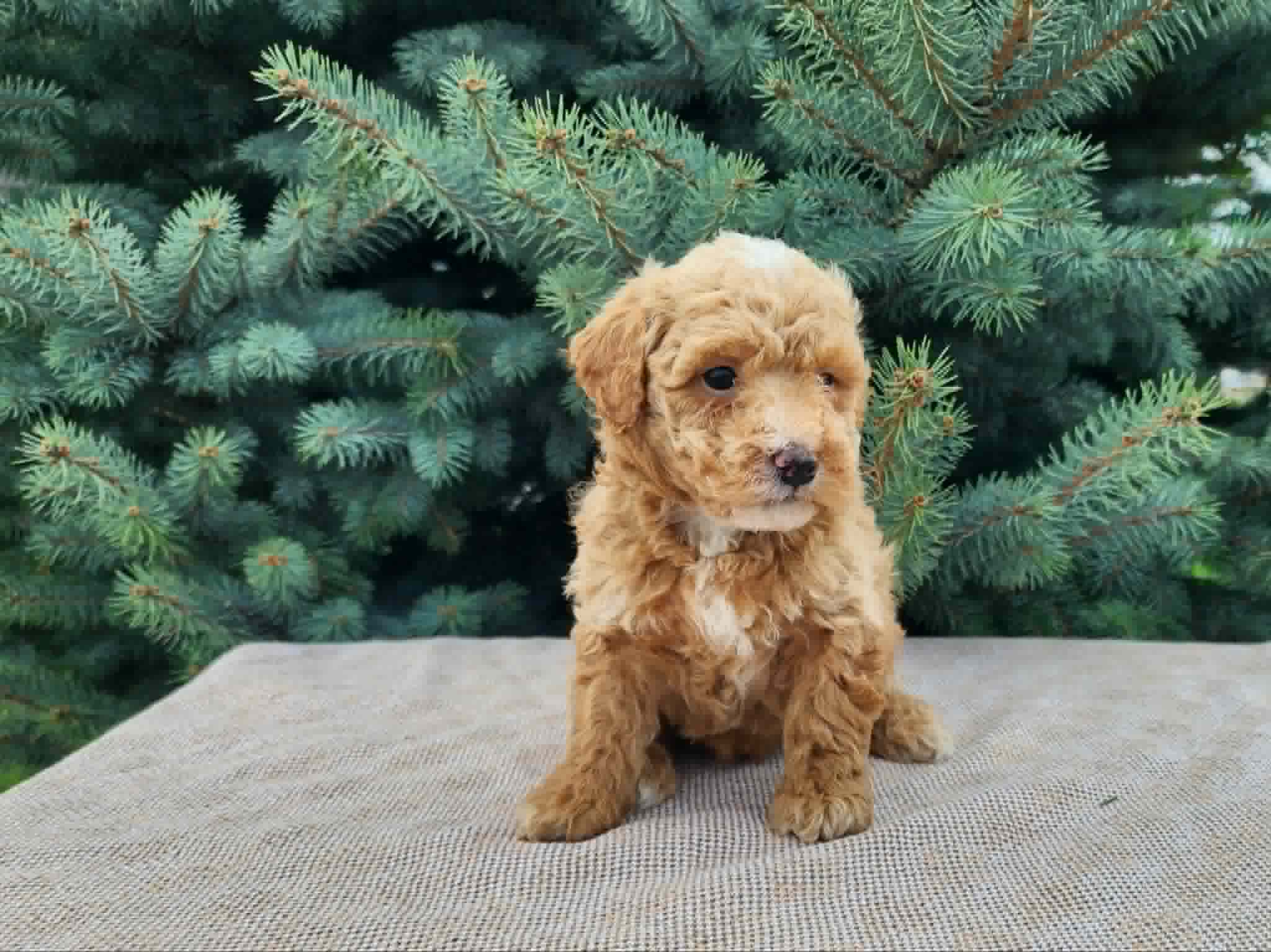 Spencer – Miniature Bernedoodle puppy for sale in Topeka, IN