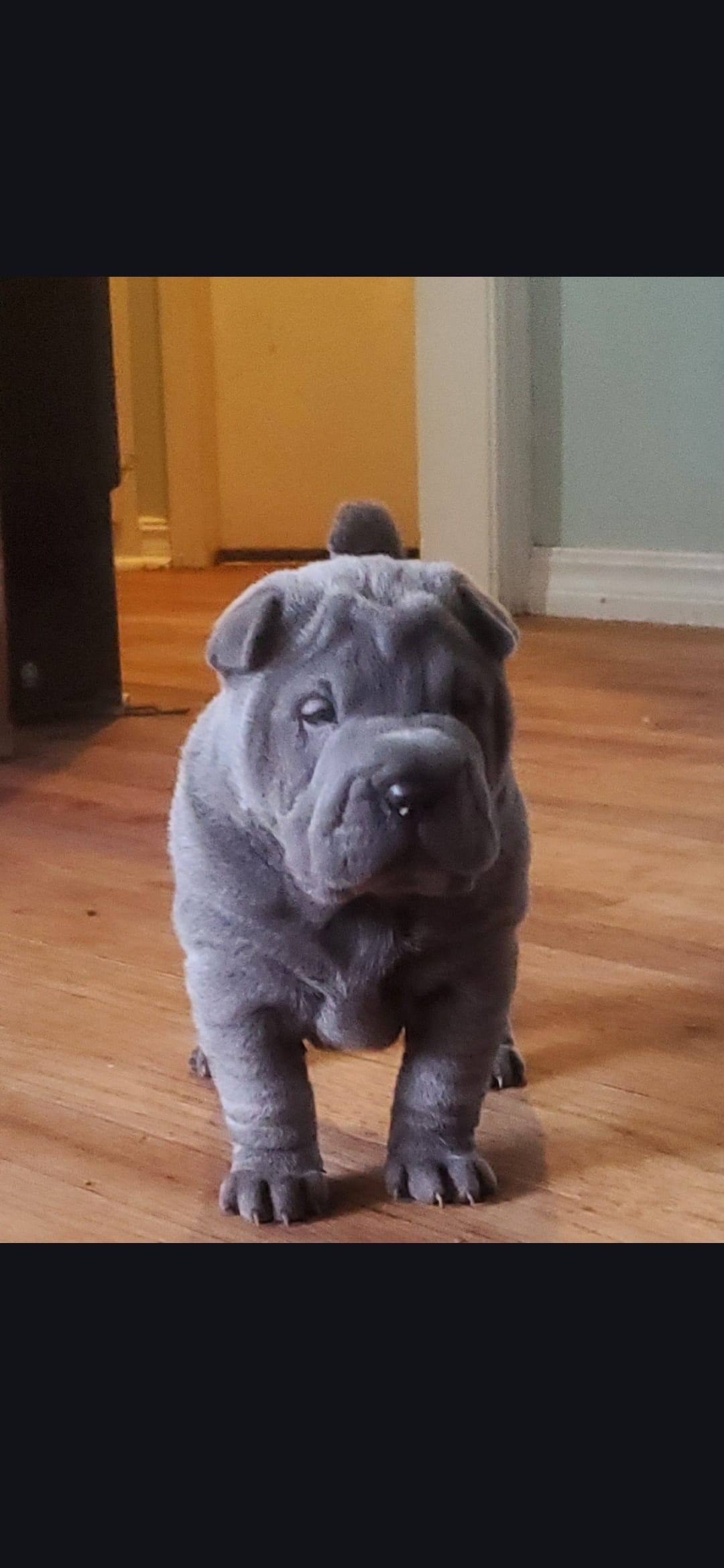 Daisy  – Chinese Shar-Pei puppy for sale in Midwest City, OK