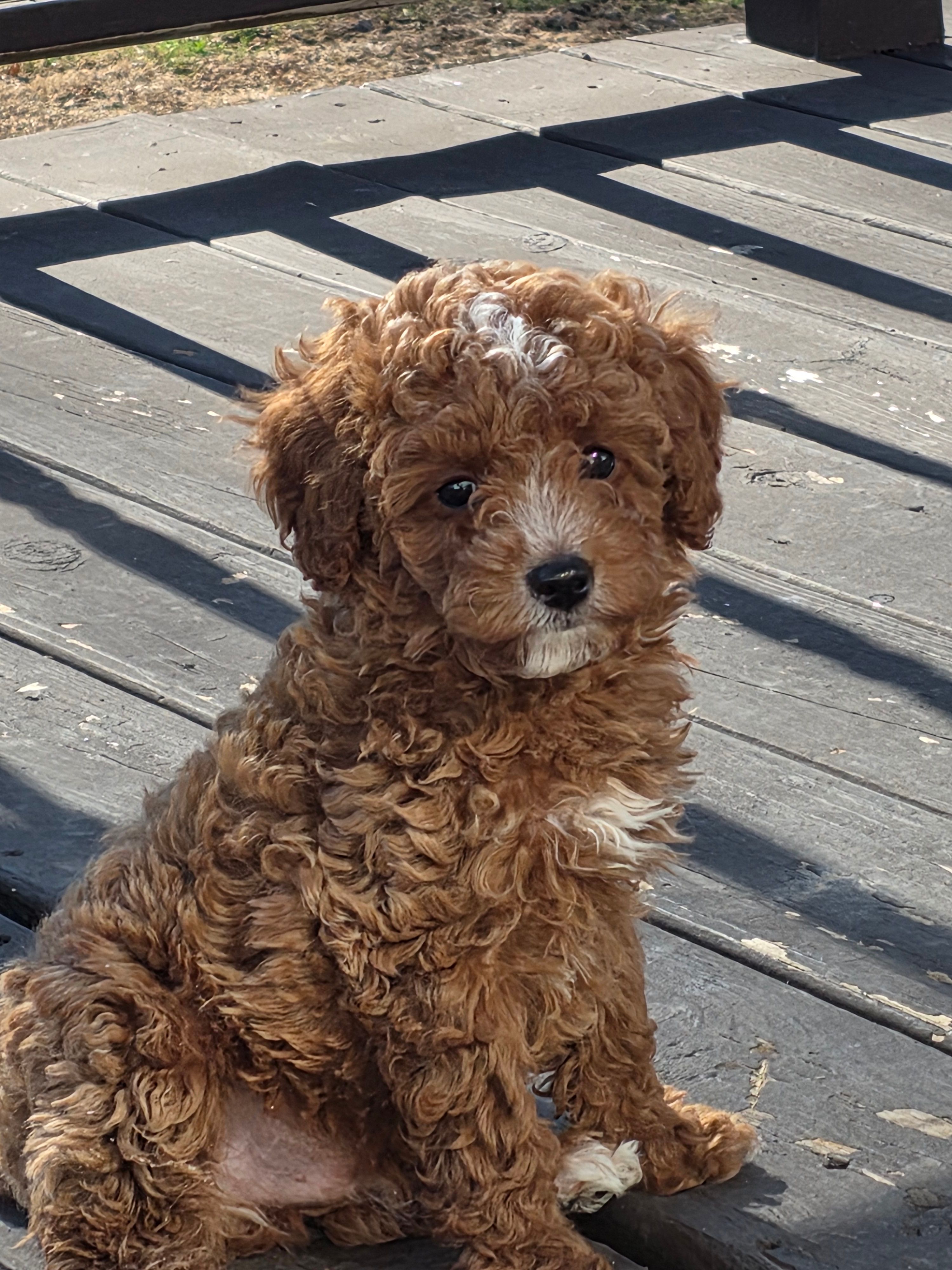 Chico – Cavapoo puppy for sale in Schellsburg, PA