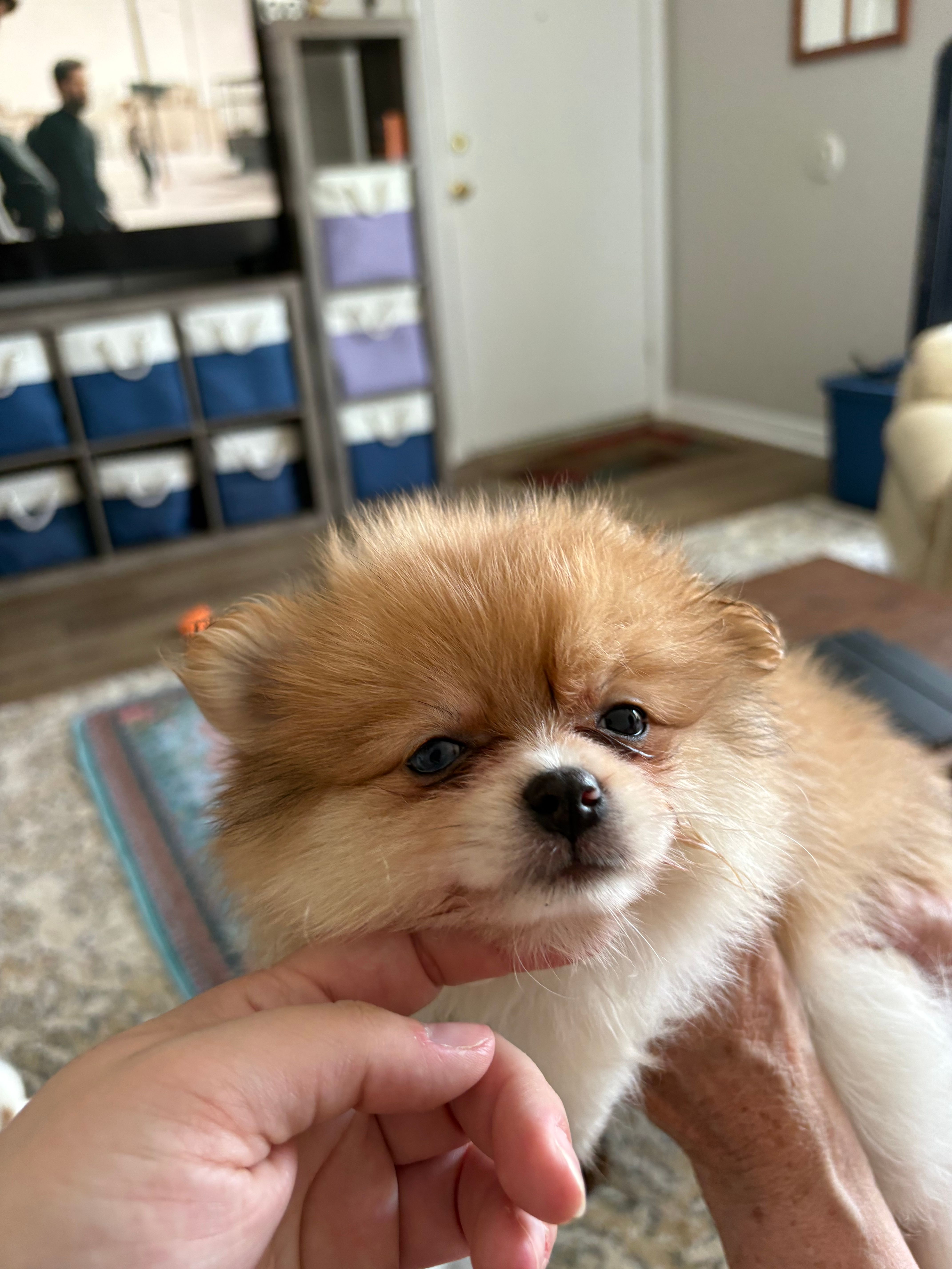Poppy - READY NOW – Pomeranian puppy for sale in Jaffrey, NH