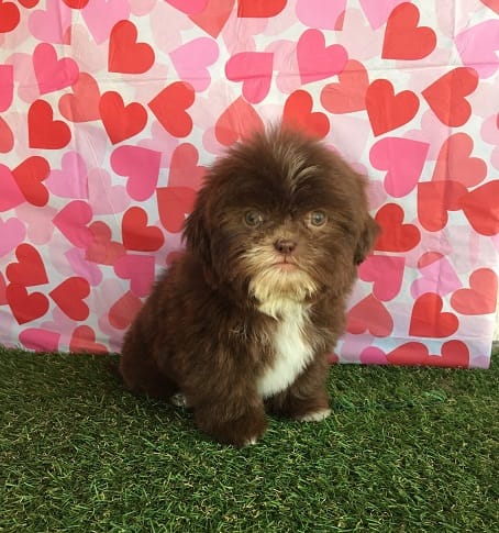 Liver – Shih Tzu puppy for sale in Byhalia, MS
