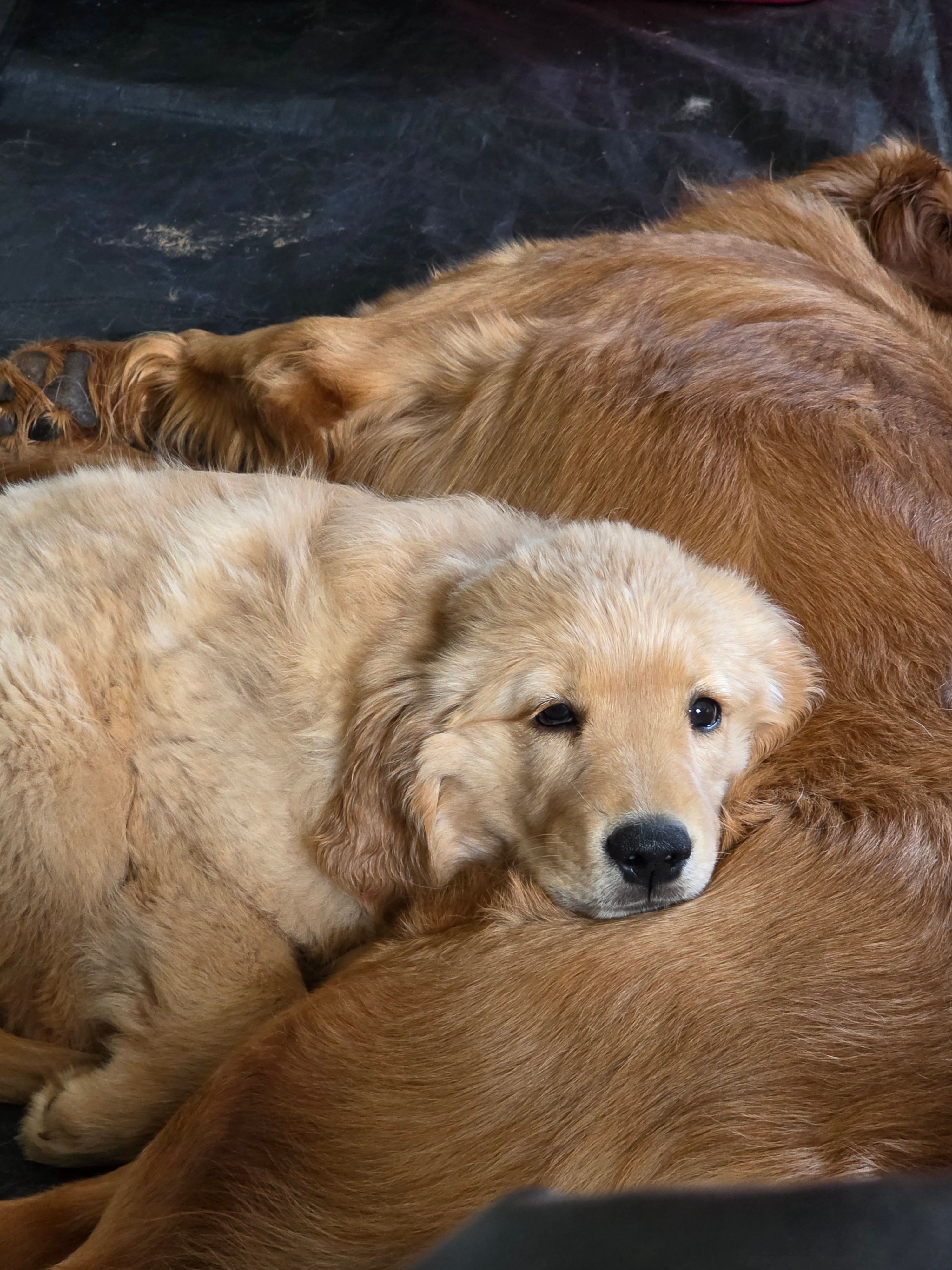 Poppy – Golden Retriever puppy for sale in Roanoke, VA